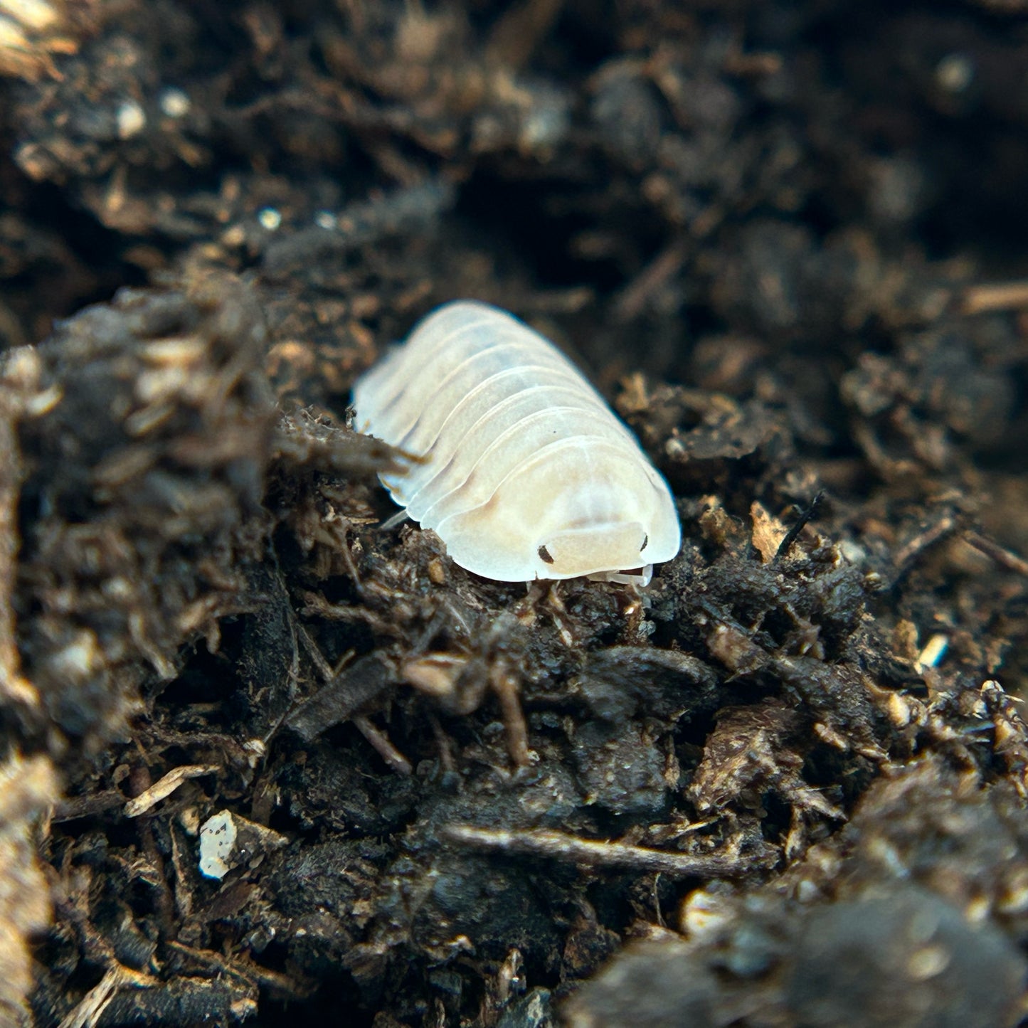 Cubaris sp. white pigeon