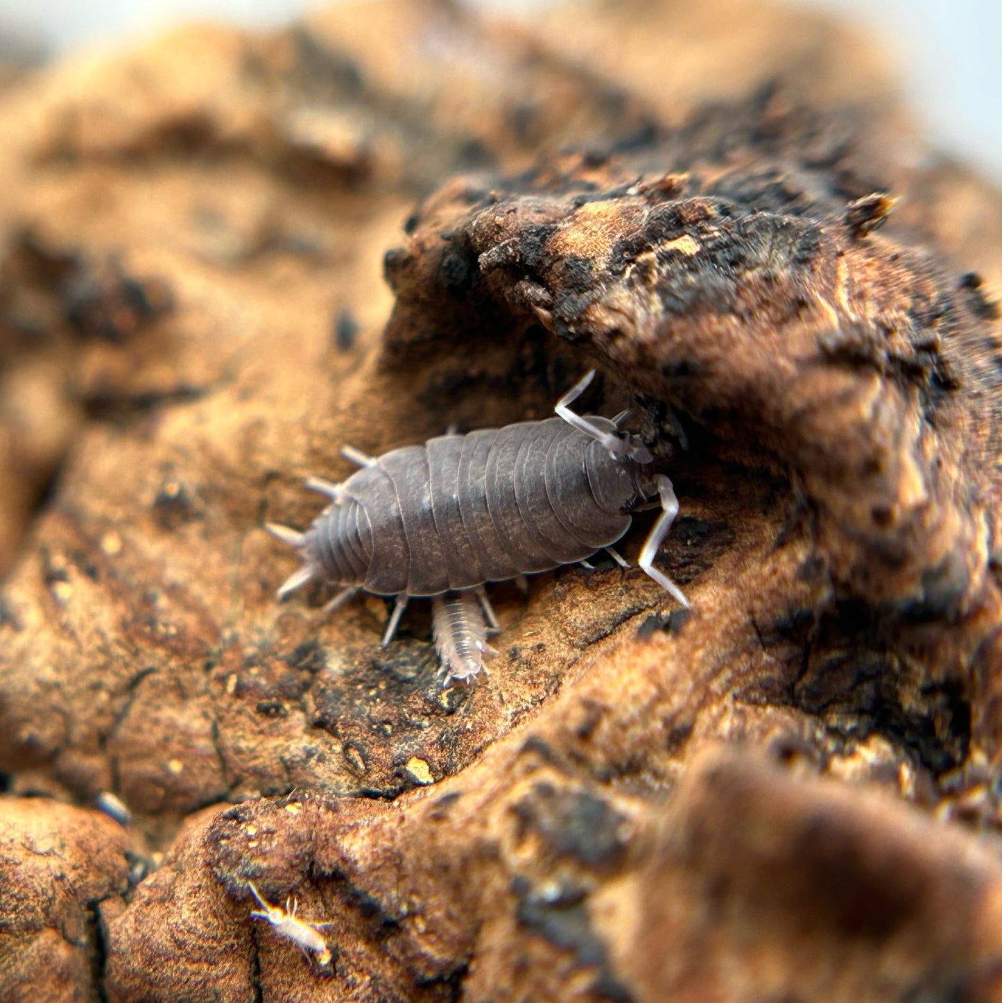 Porcellionides pruinosus