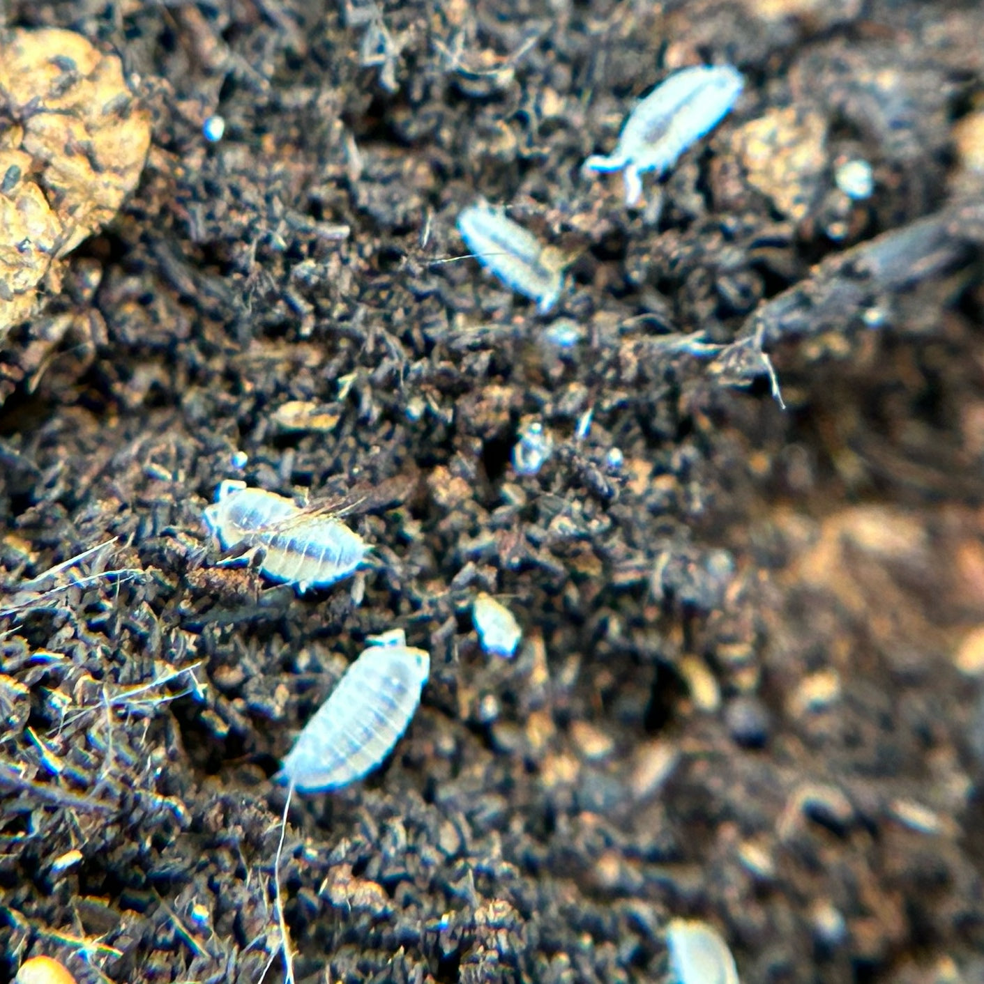 Trichorhina tomentosa (dwarf white)