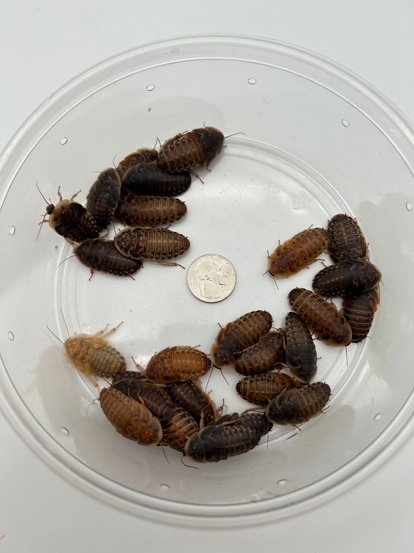 Extra Large Dubia Roach