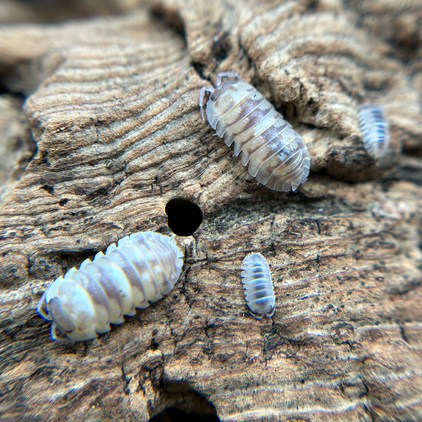 Armadillidium espanyoli (marbleized)