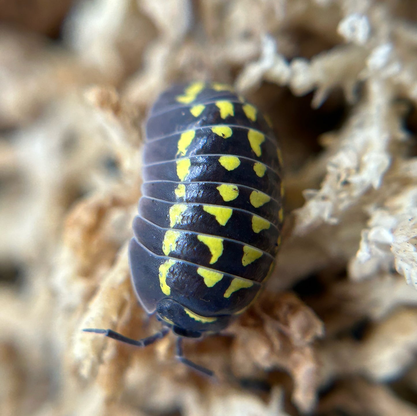 Armadillidium gestroi
