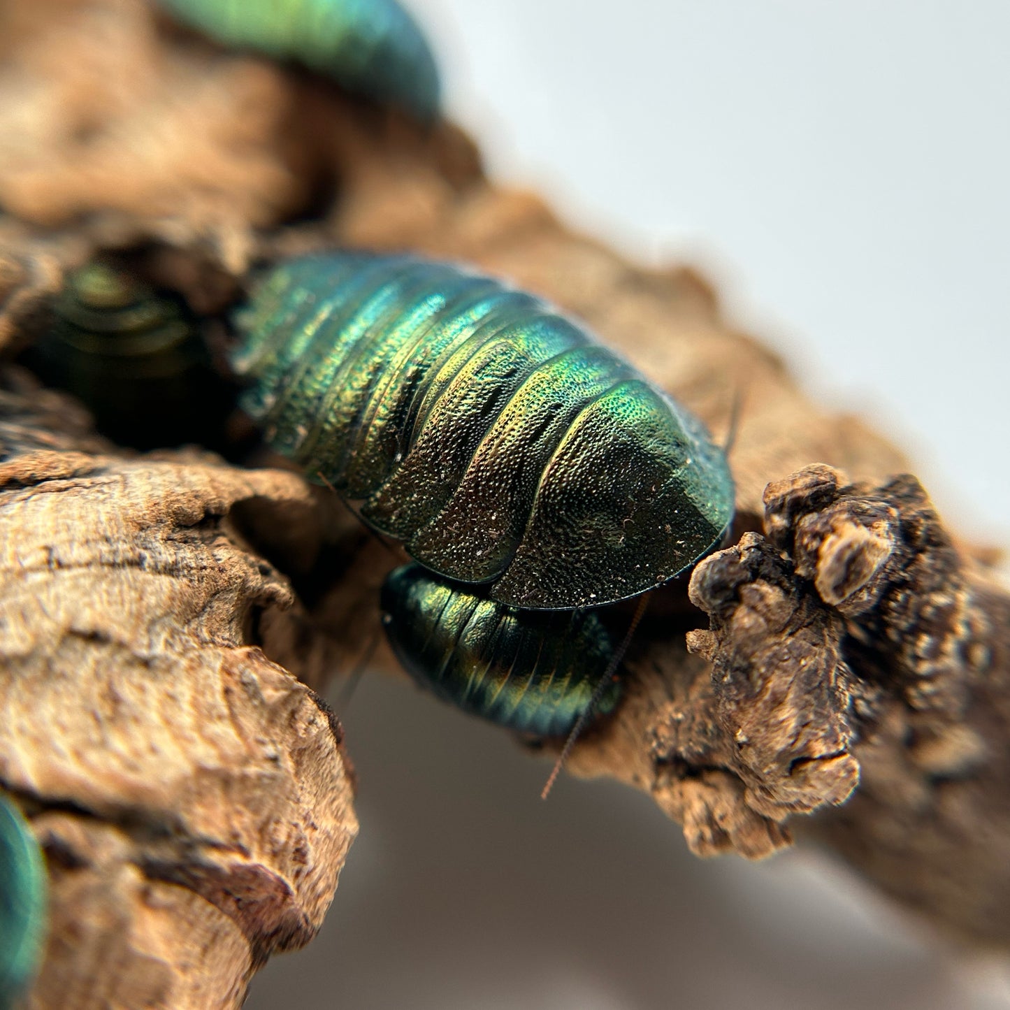 Emerald Roach