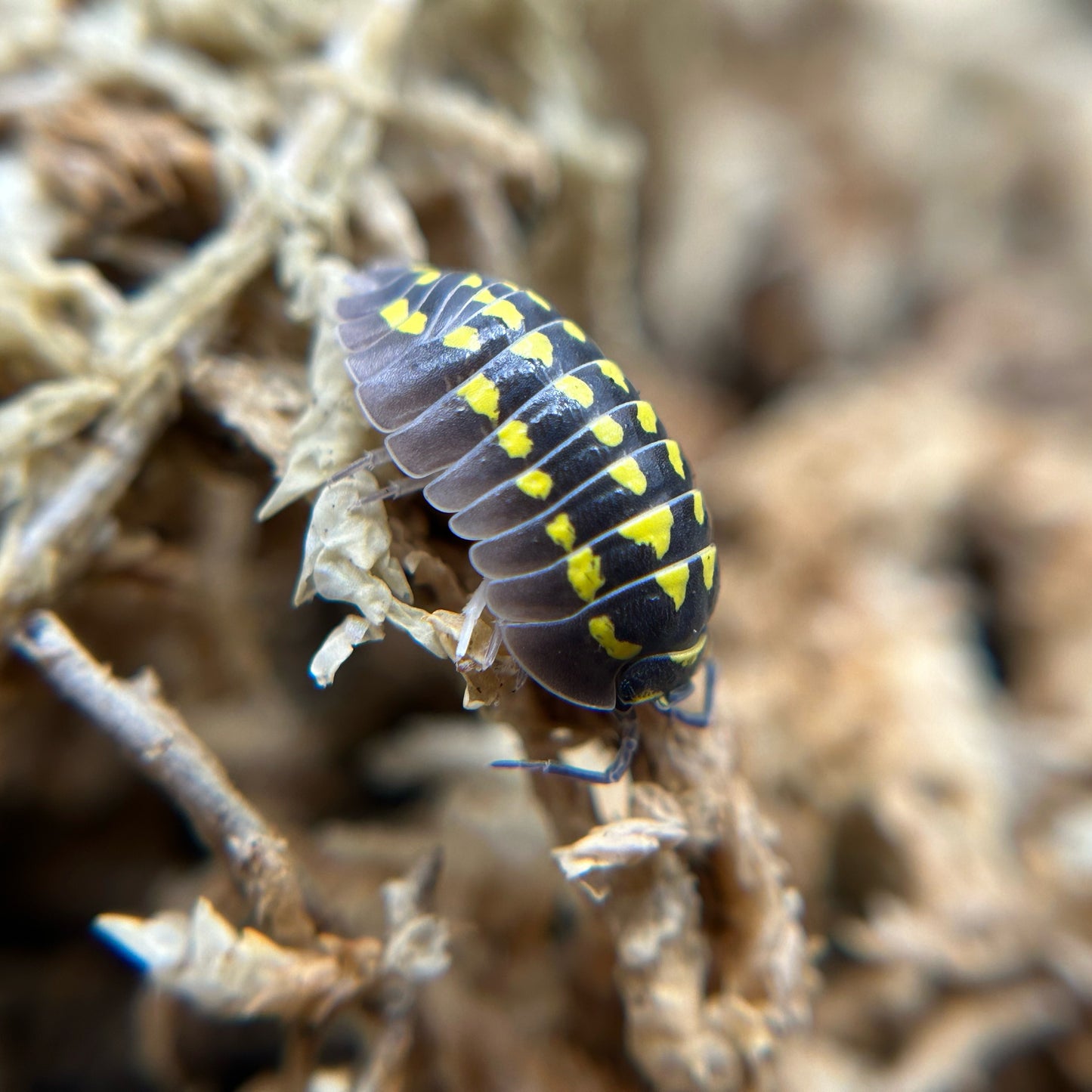 Armadillidium gestroi
