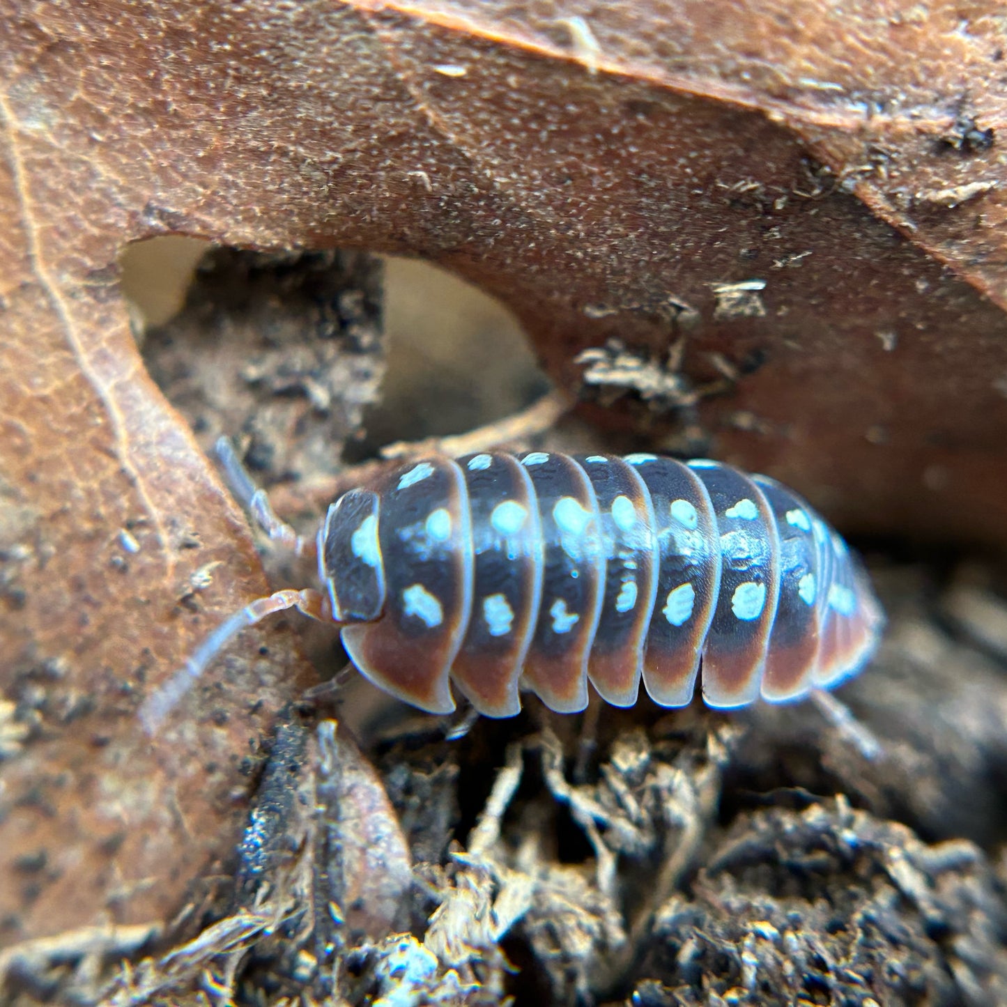 Armadillidium klugii (dubrovnik)