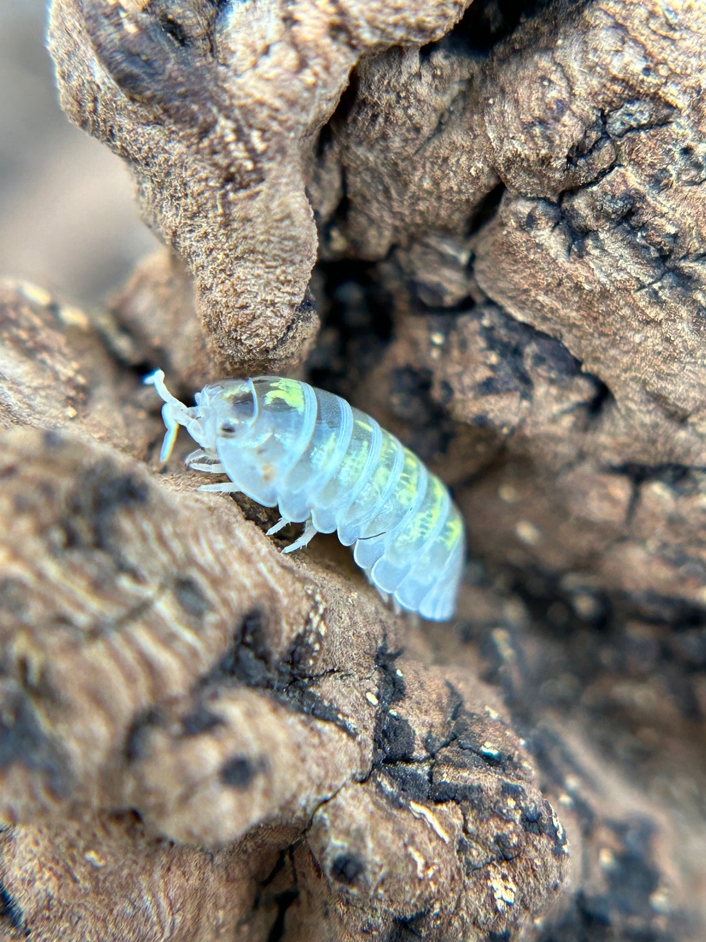 Armadillidium vulgare (Japanese magic potion)