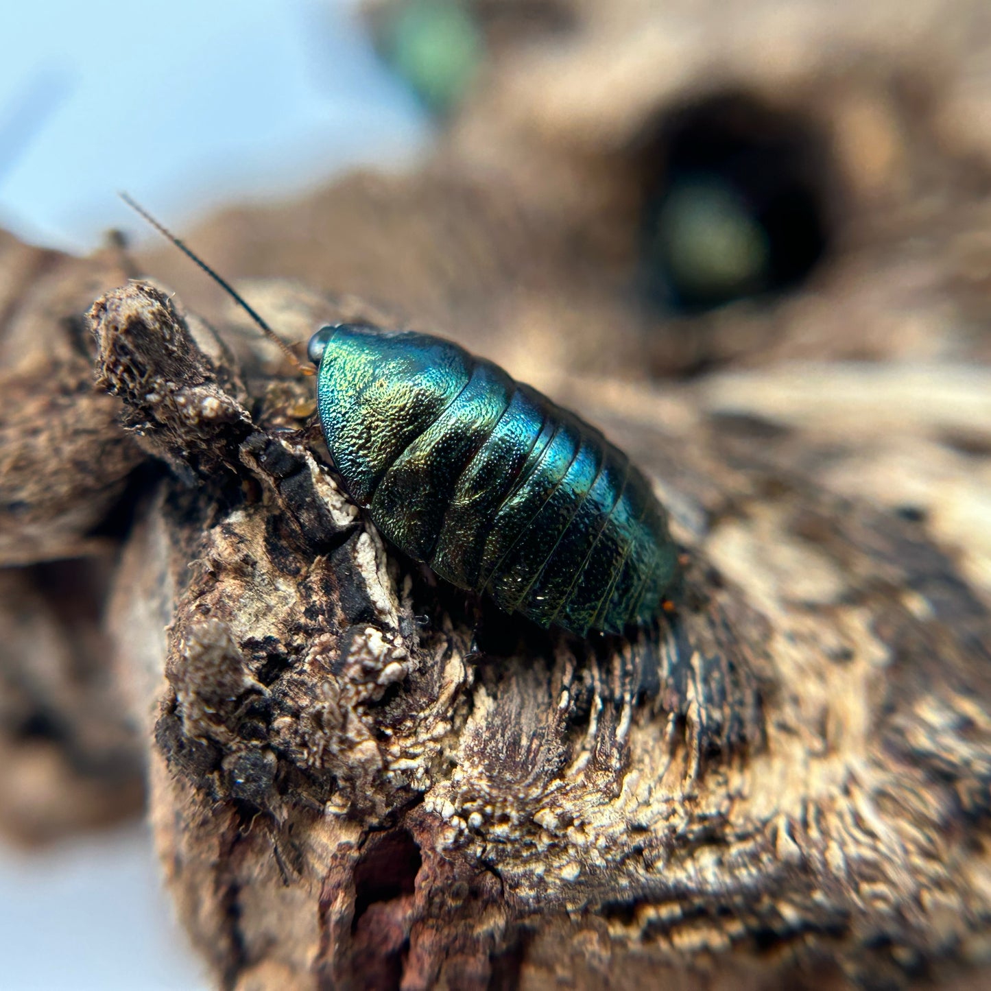 Emerald Roach