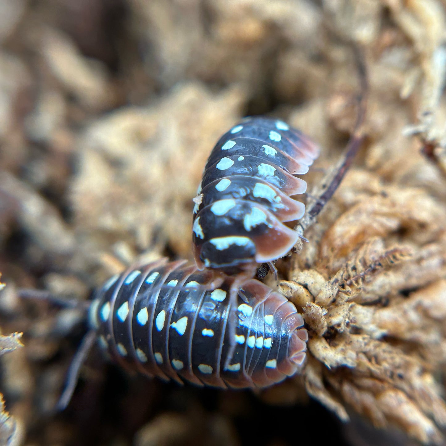 Armadillidium klugii (dubrovnik)