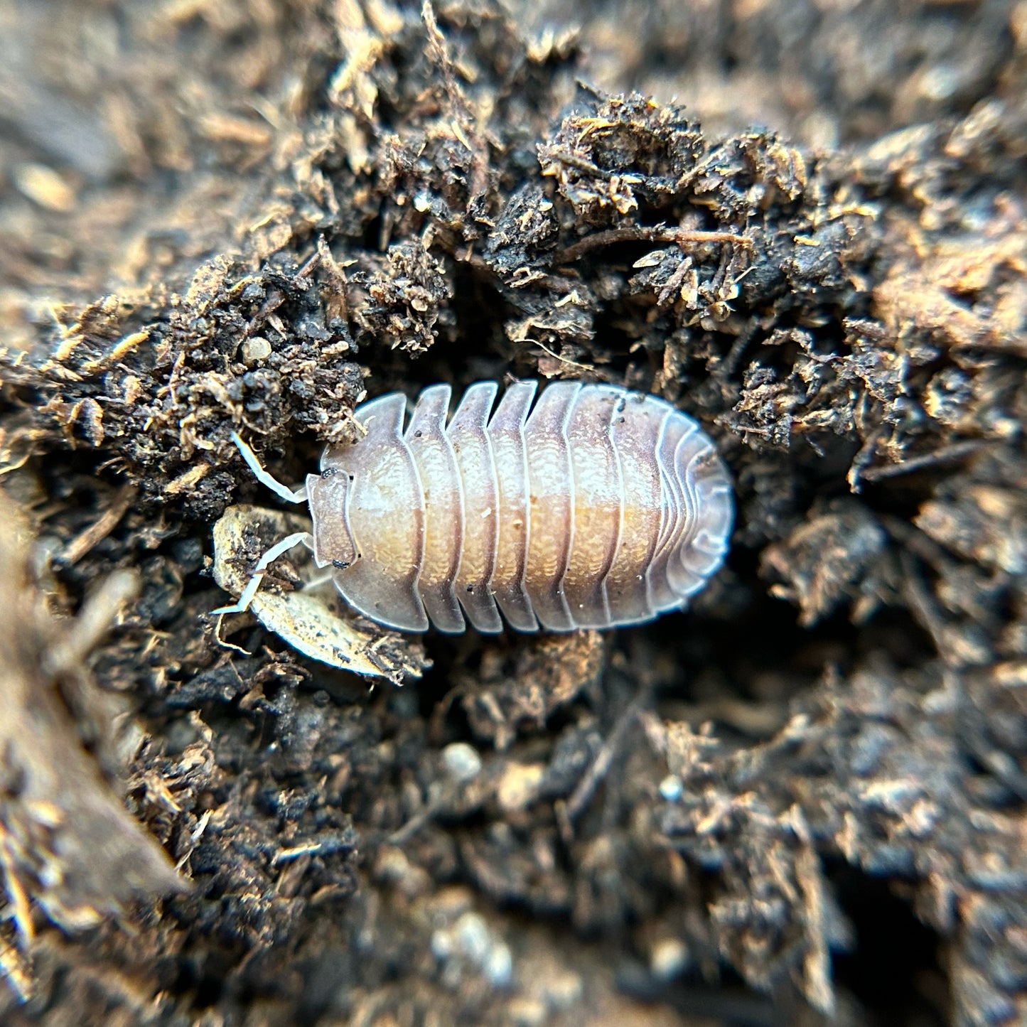 Cubaris sp. soil