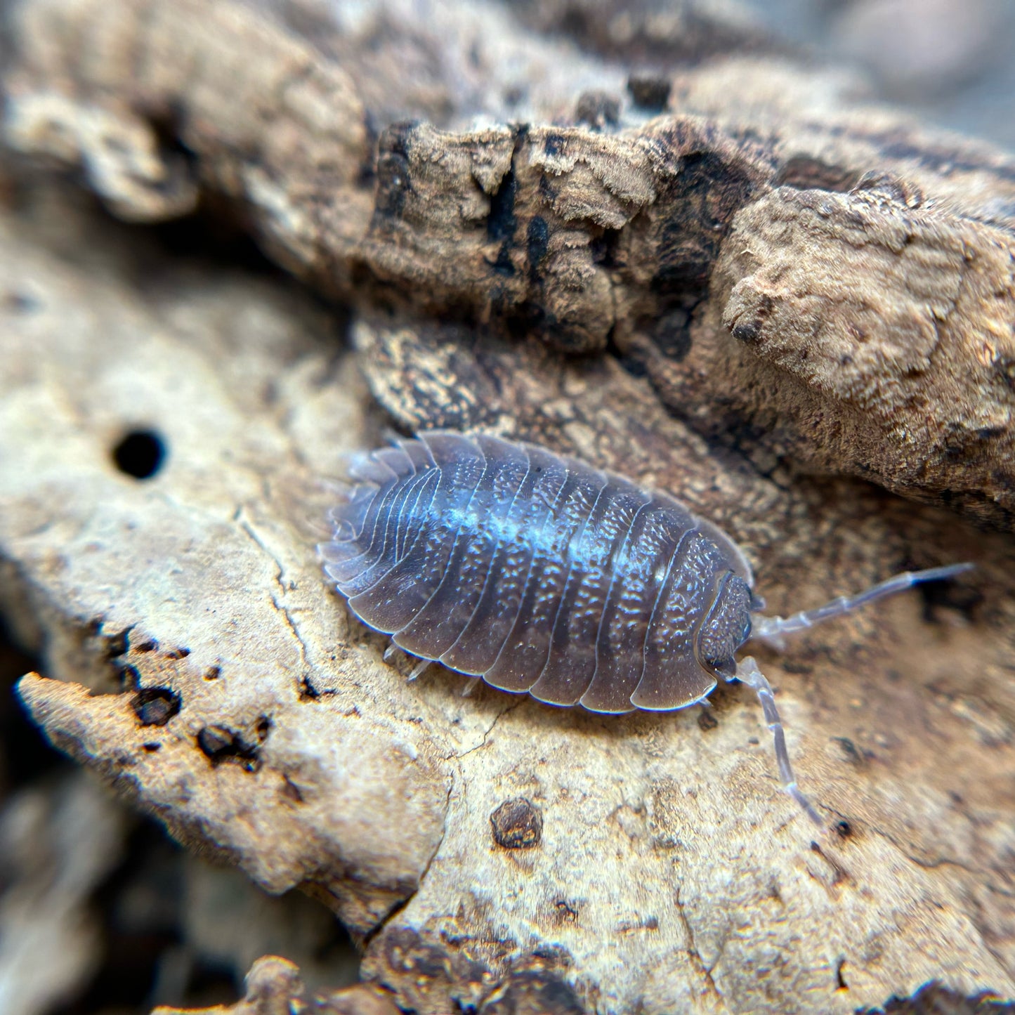 Porcellio dilatatus