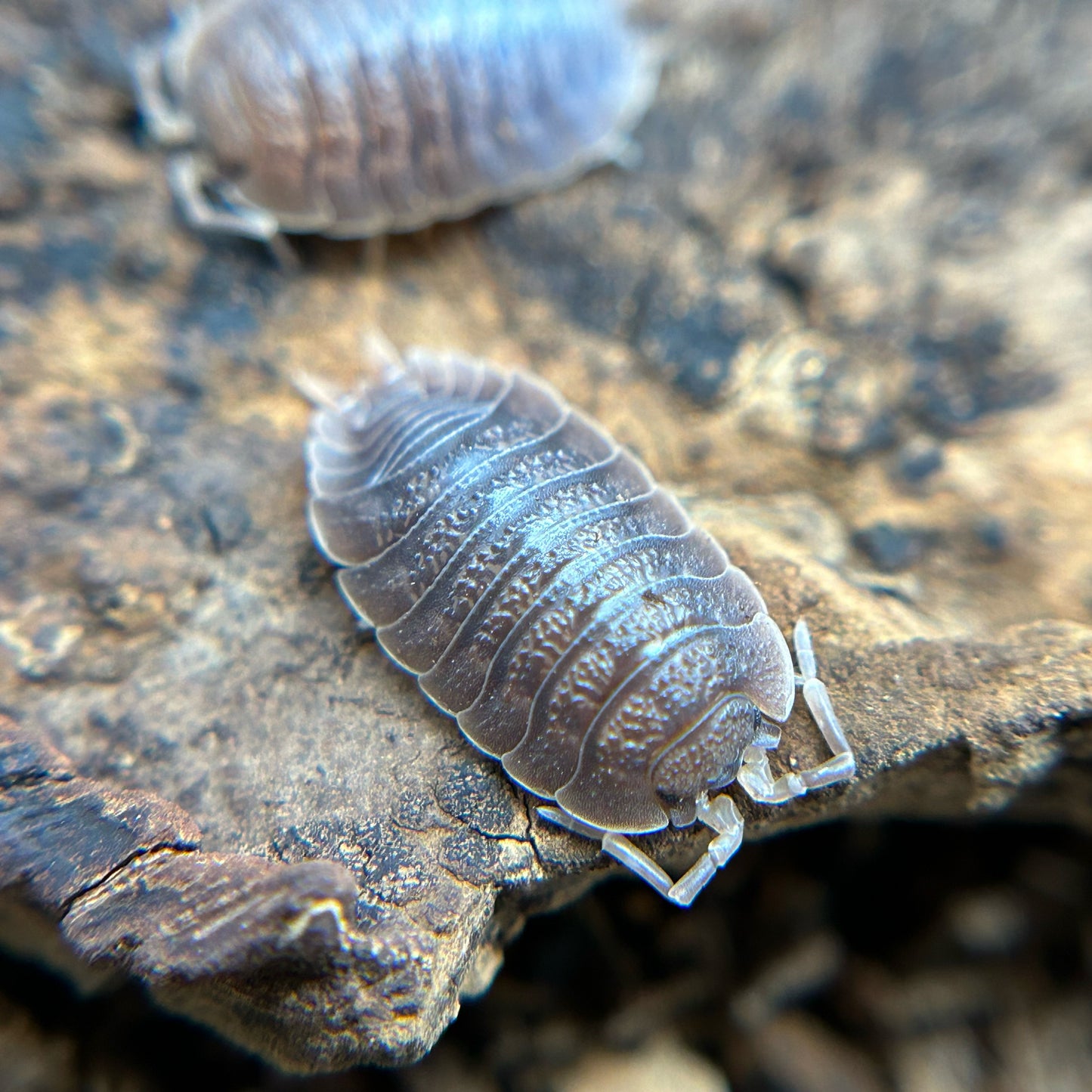 Porcellio dilatatus