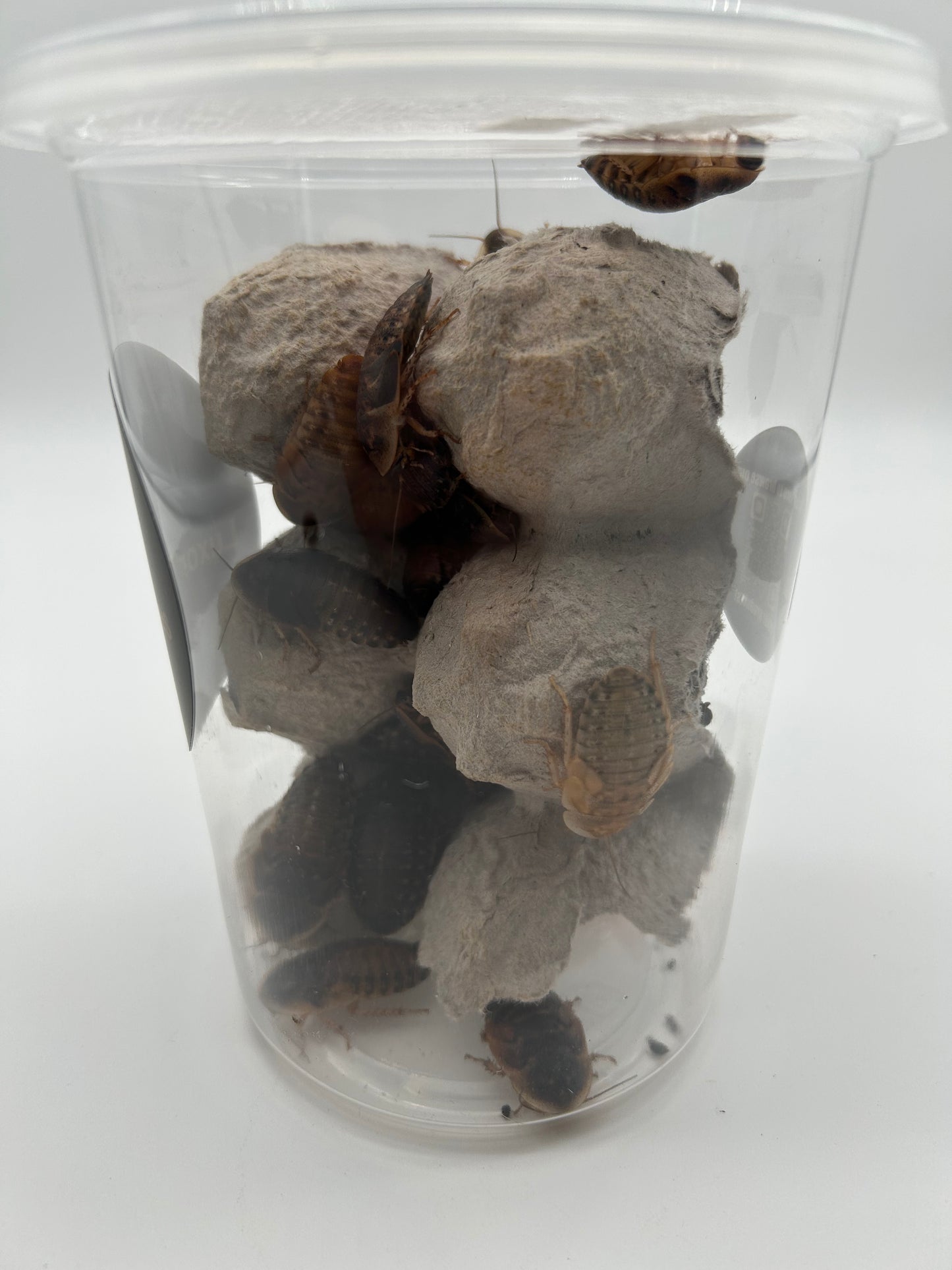 Extra Large Dubia Roach