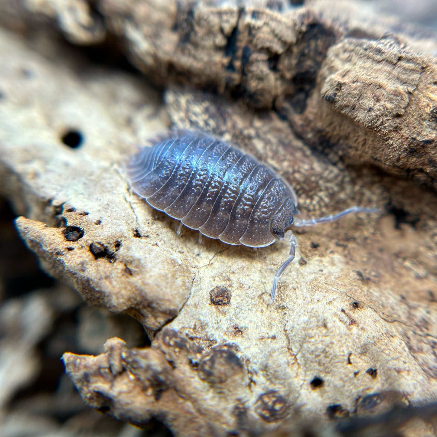 Porcellio dilatatus