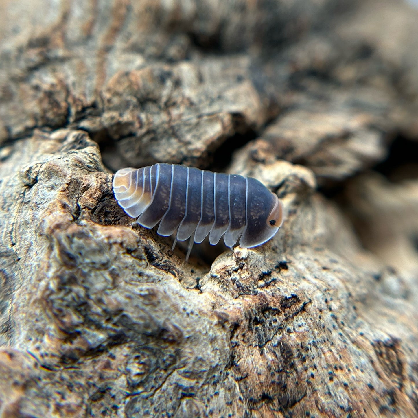 Cubaris sp. Pak Chong