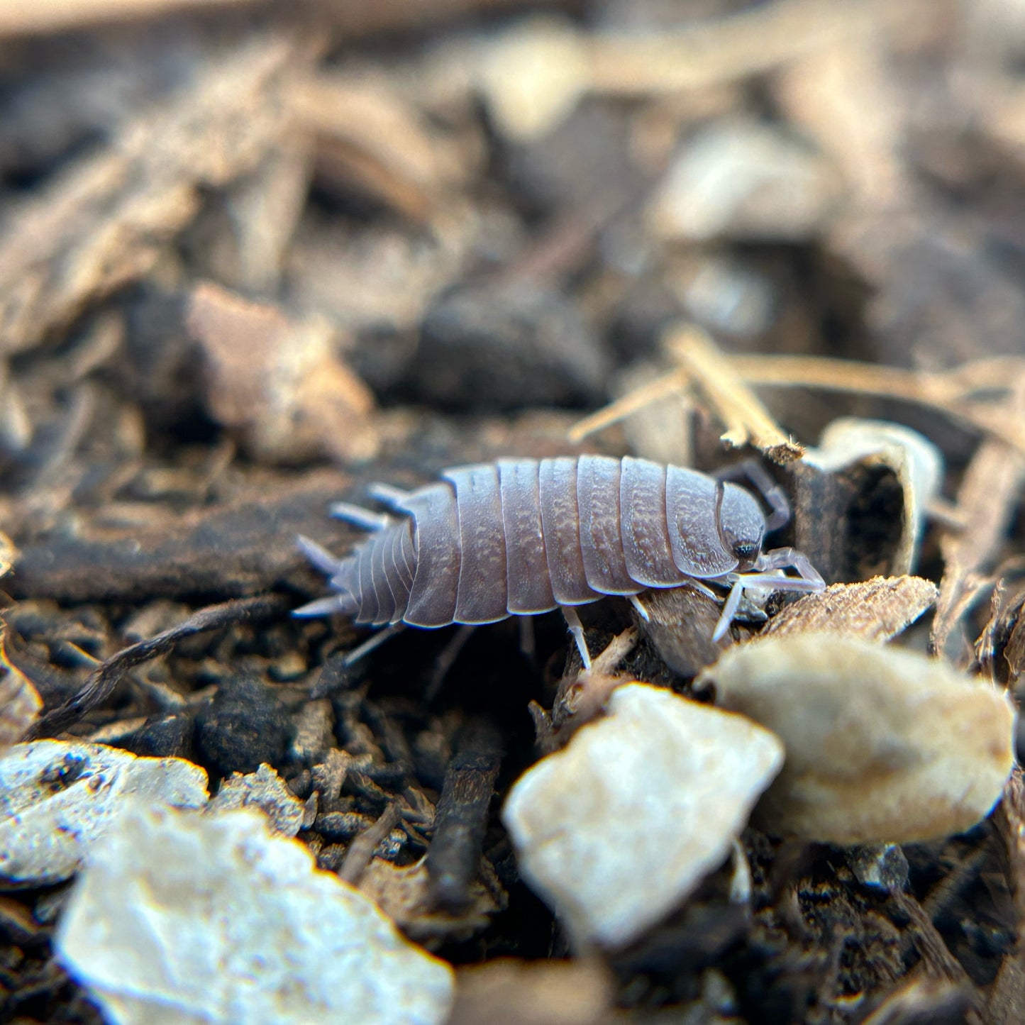 Porcellionides pruinosus