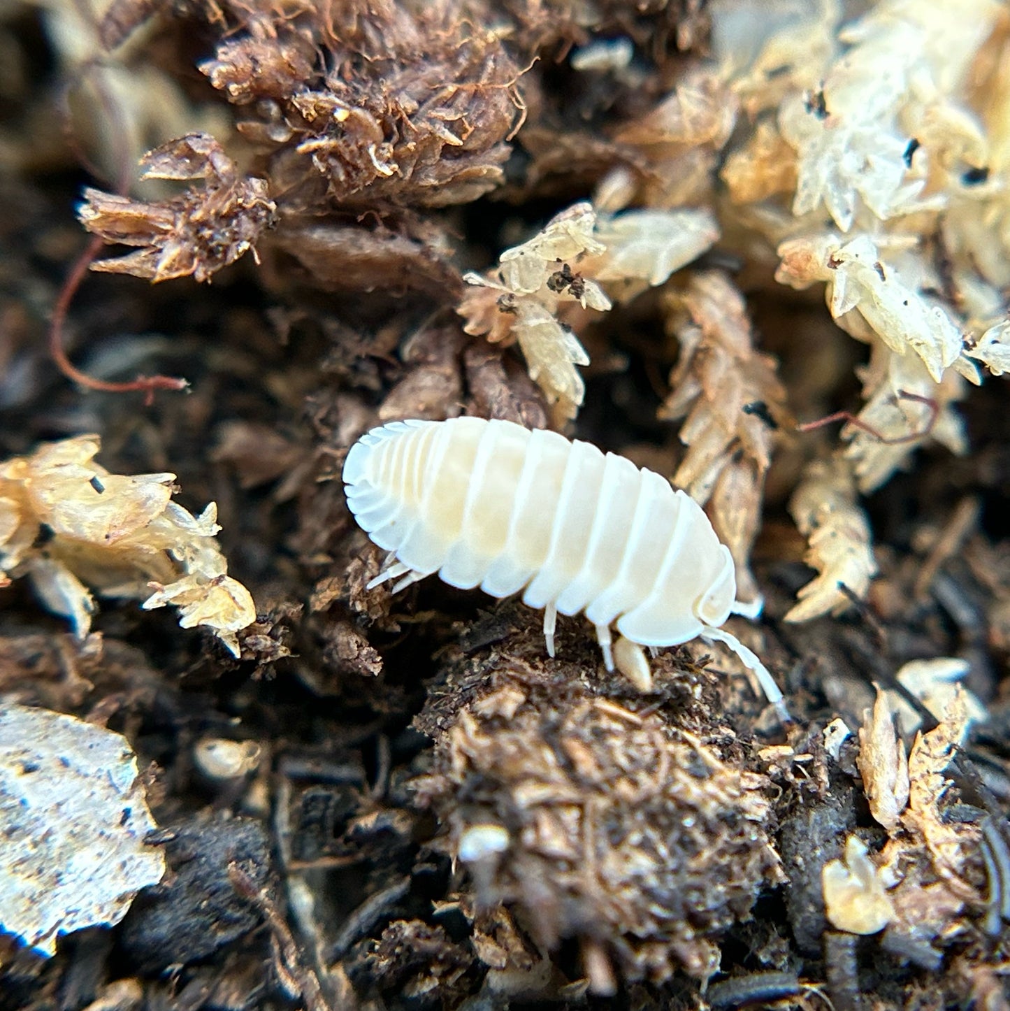 Cubaris murina (glacier)