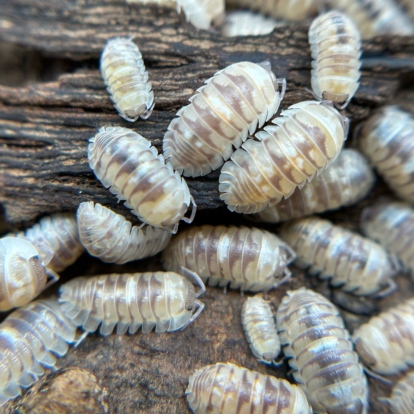 Armadillidium espanyoli (marbleized)