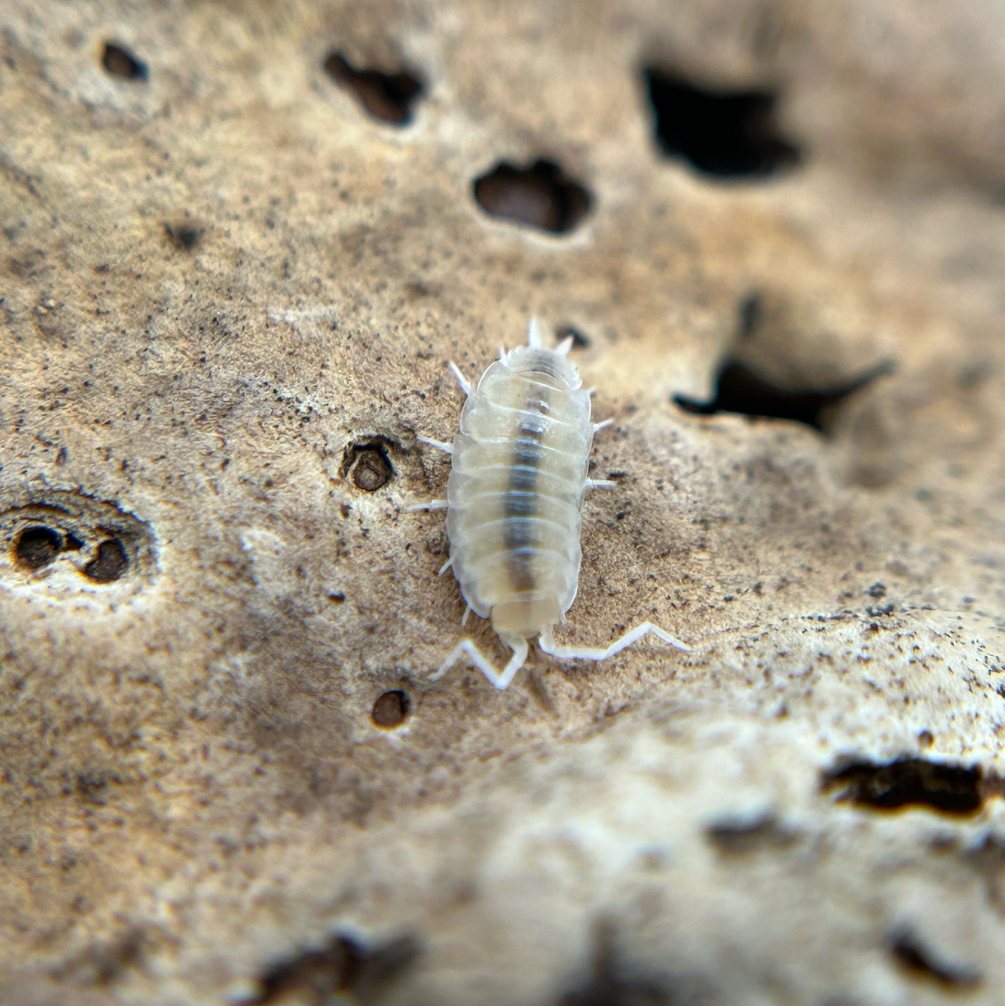 Porcellionides pruinosus (white out)