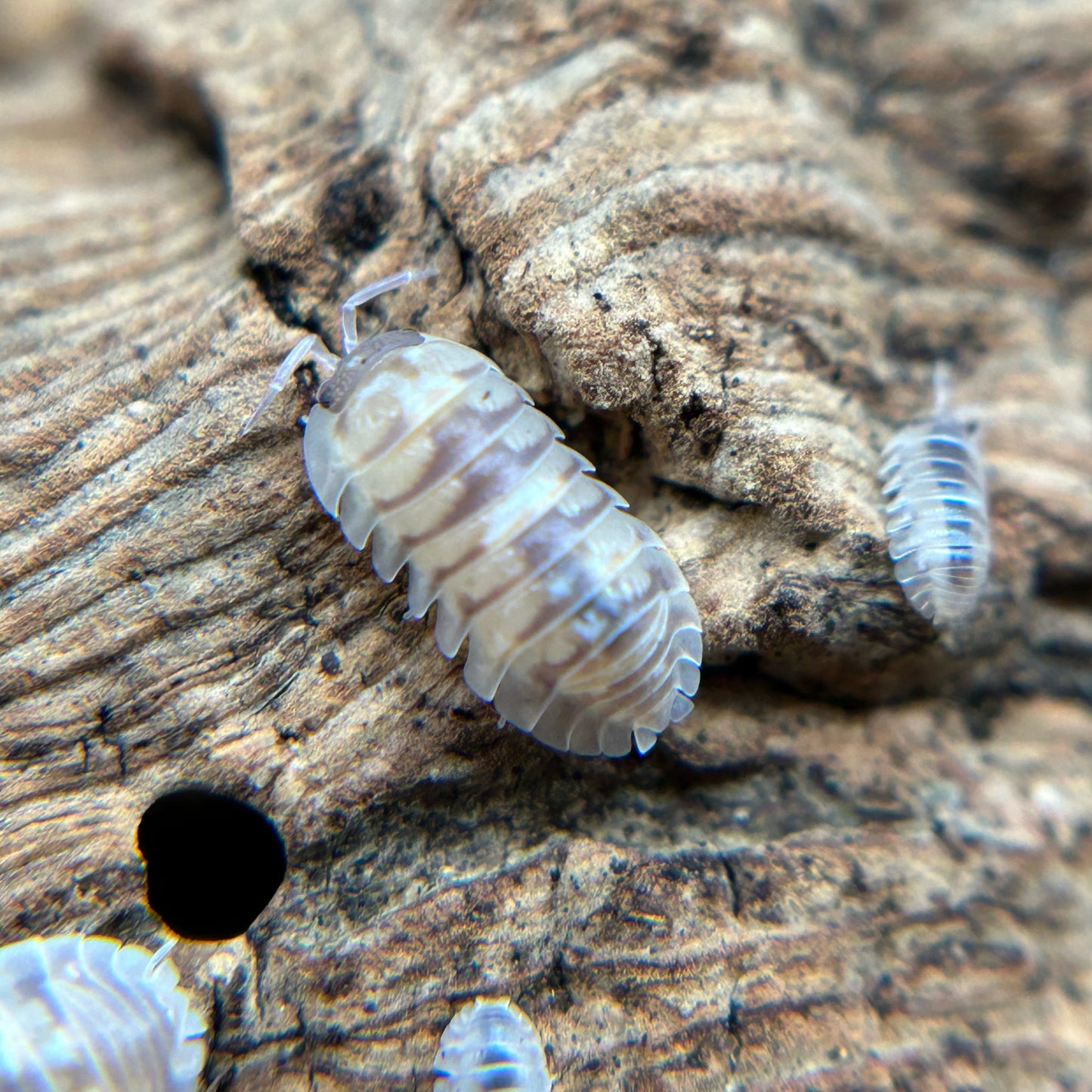 Armadillidium espanyoli (marbleized)
