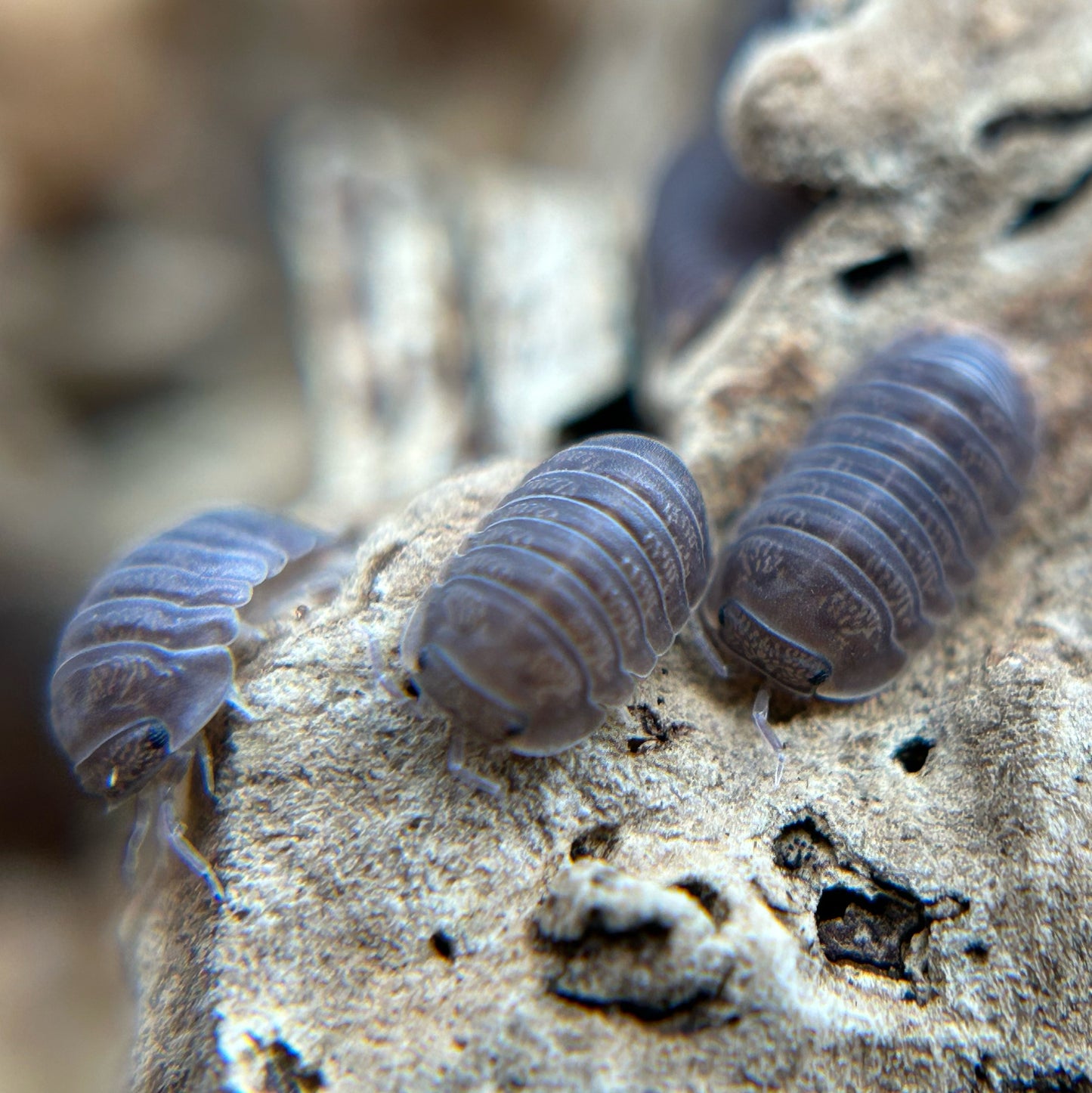 Cubaris murina