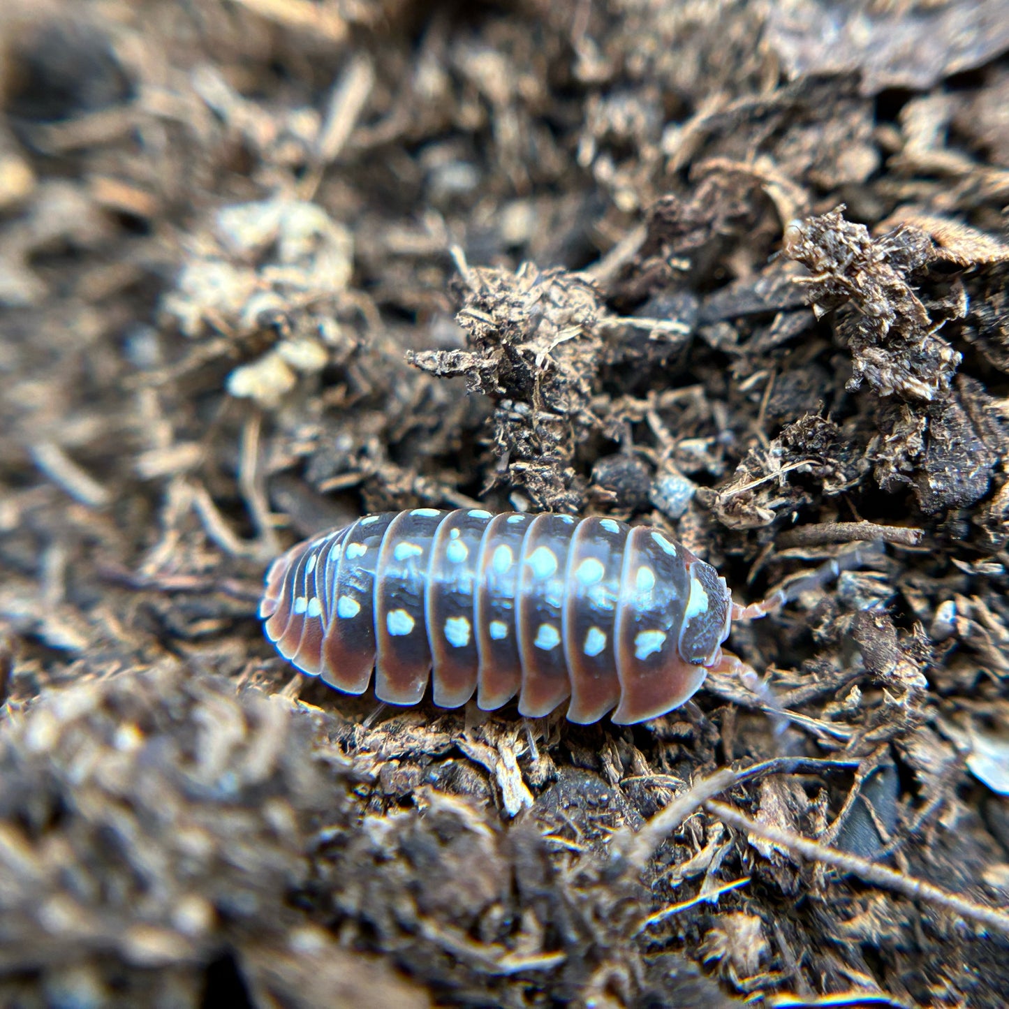 Armadillidium klugii (dubrovnik)