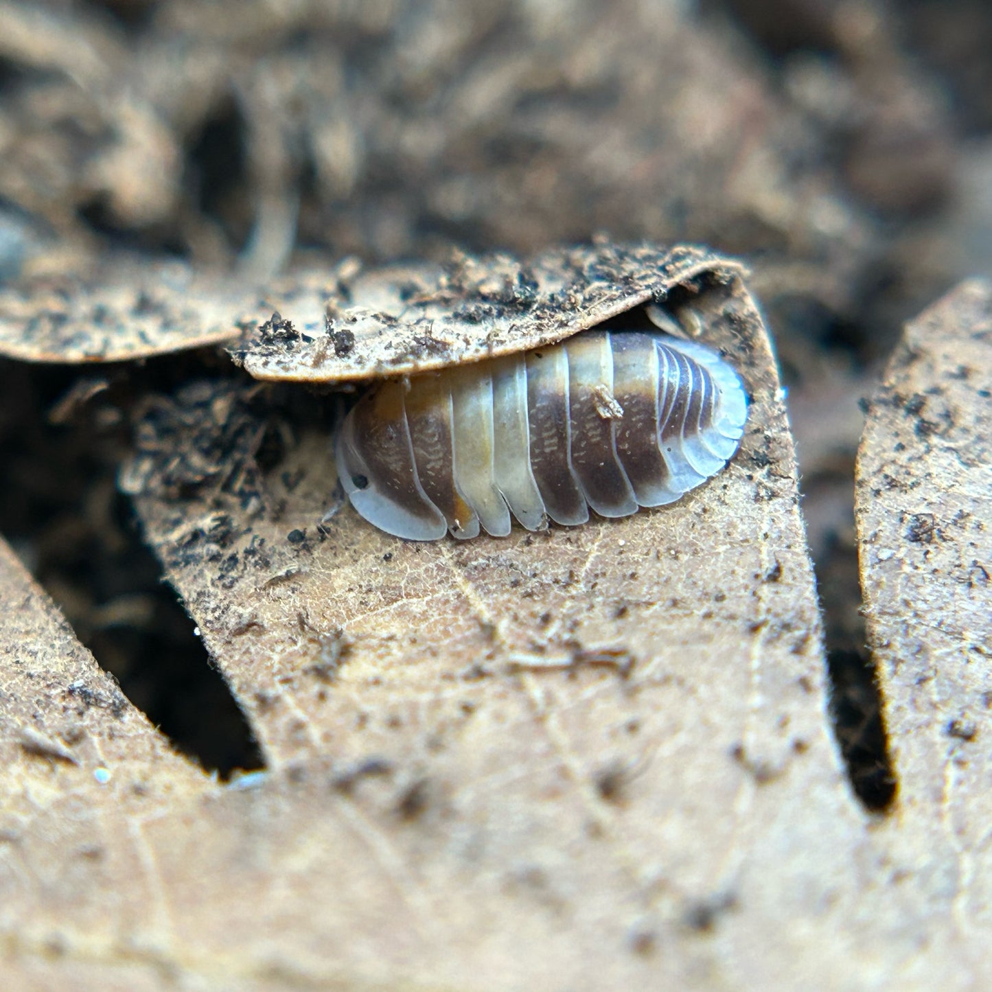 Cubaris sp. cappuccino
