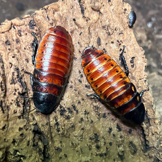 Madagascar Hissing Cockroach