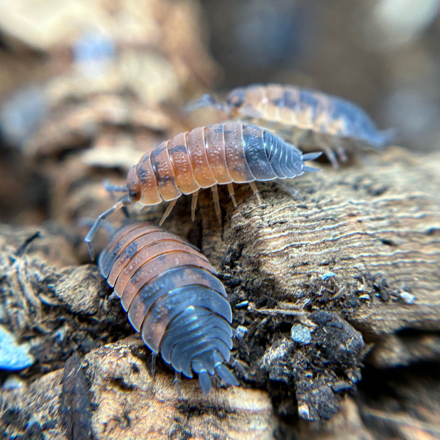 Porcellio scaber (lava)