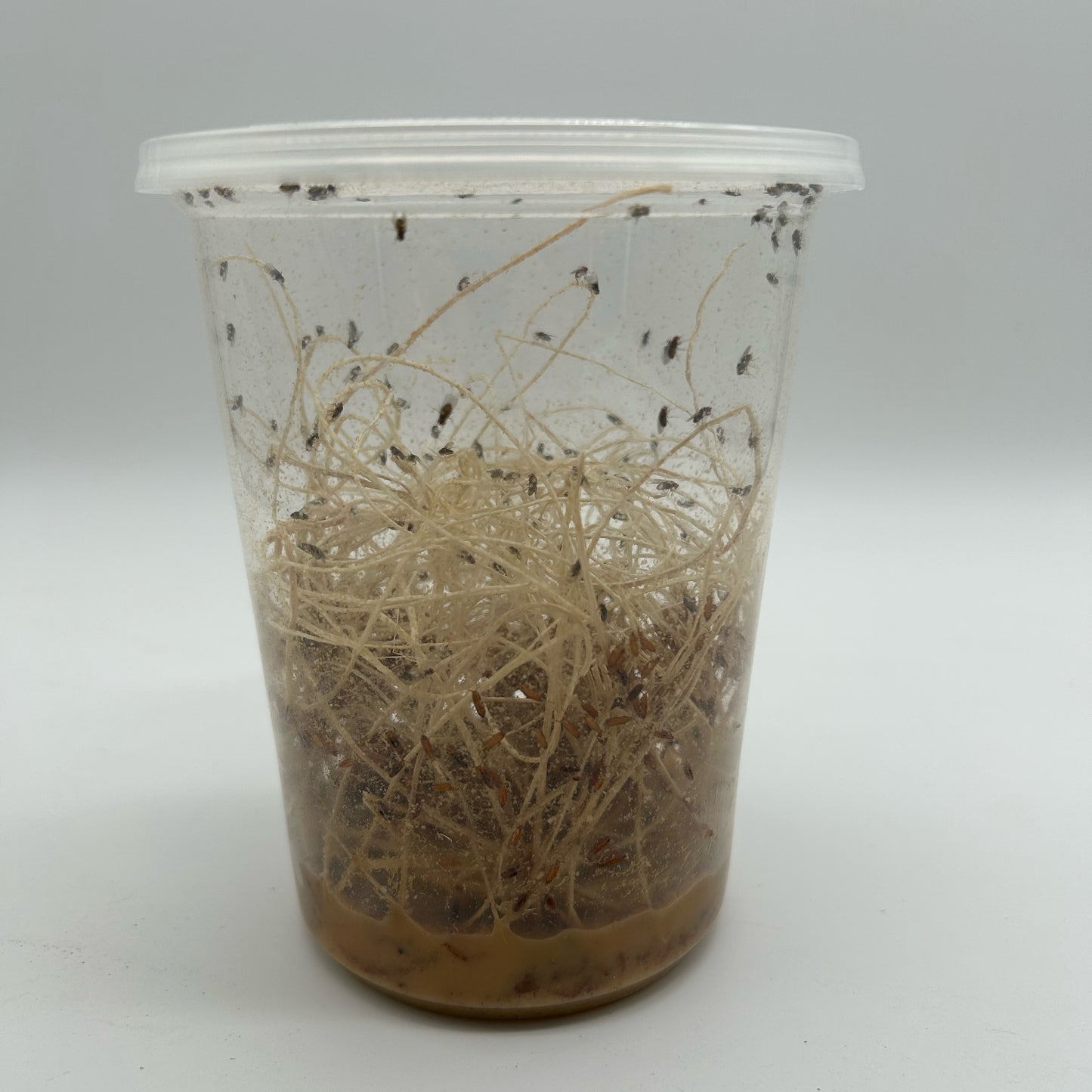 Hydei Fruit Fly Culture
