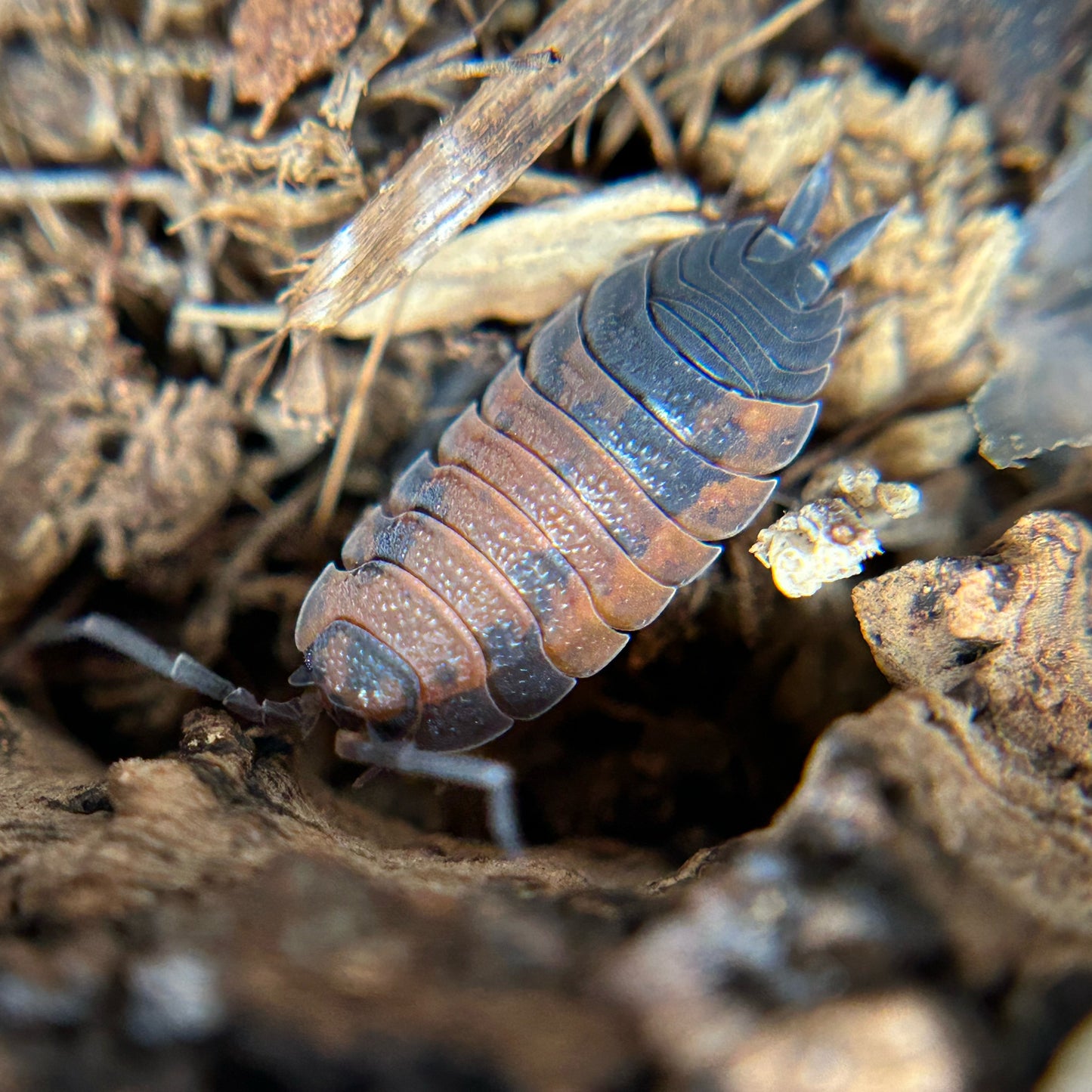 Porcellio scaber (lava)