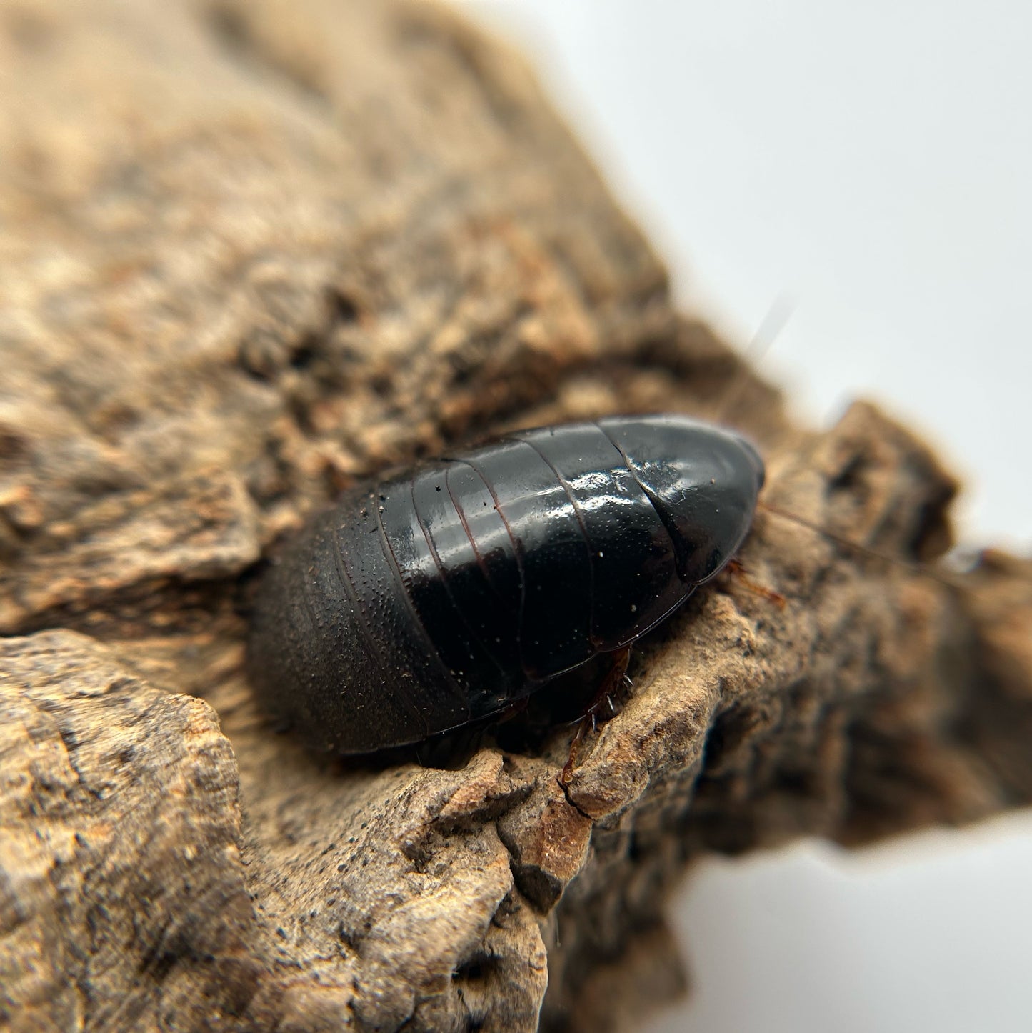 Shadow Roaches