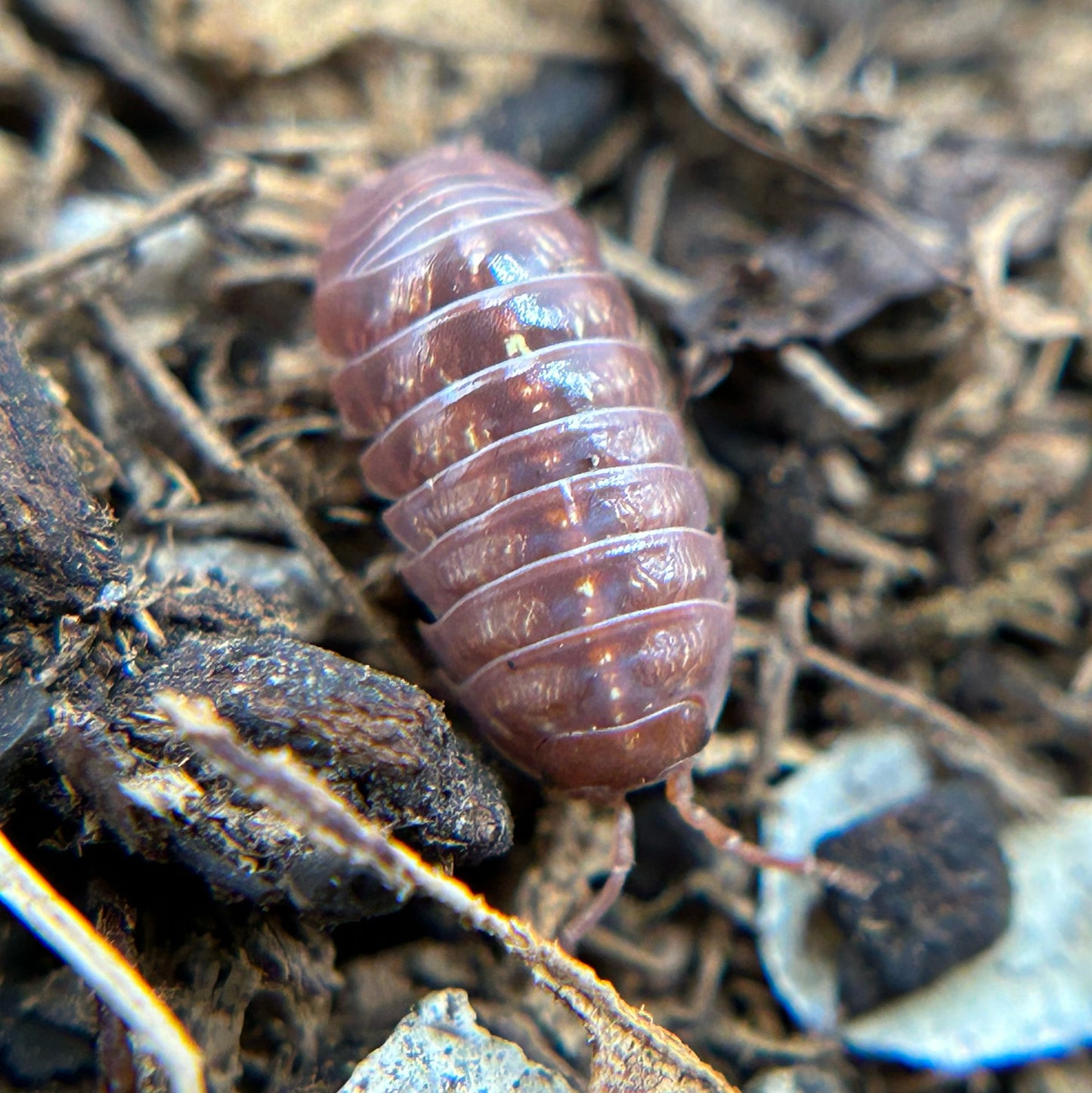 Armadillidium vulgare (orange vigor)