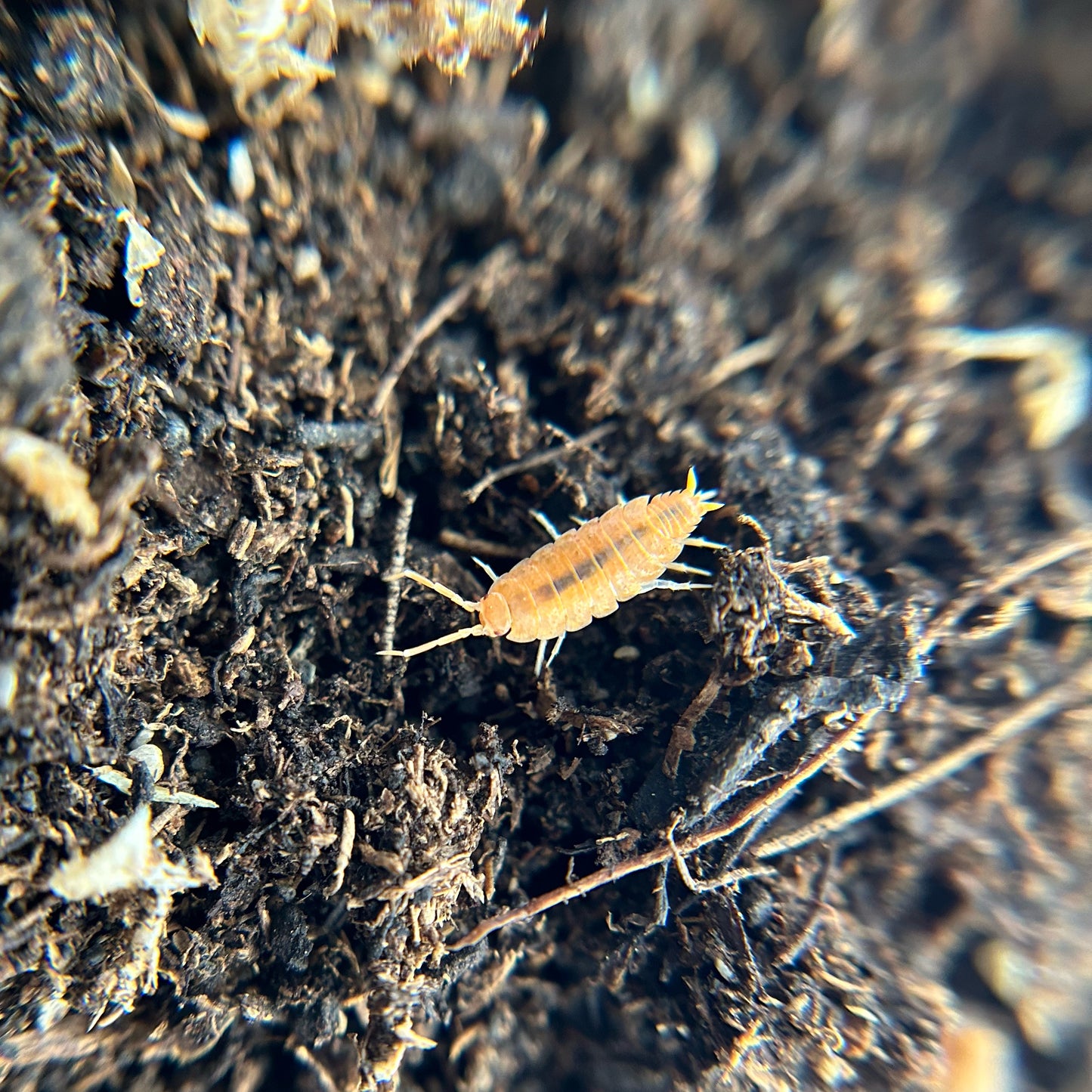 Porcellionides pruinosus (powder orange)