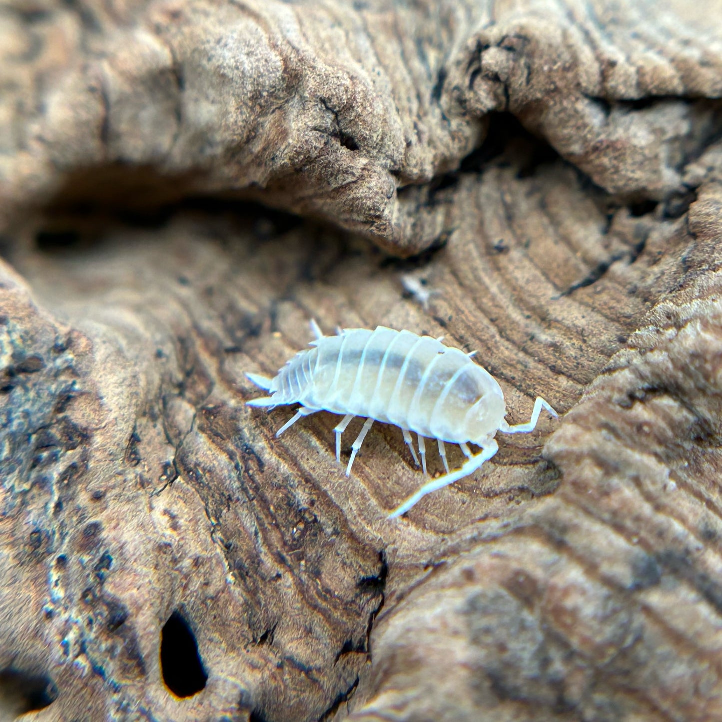 Porcellionides pruinosus (white out)
