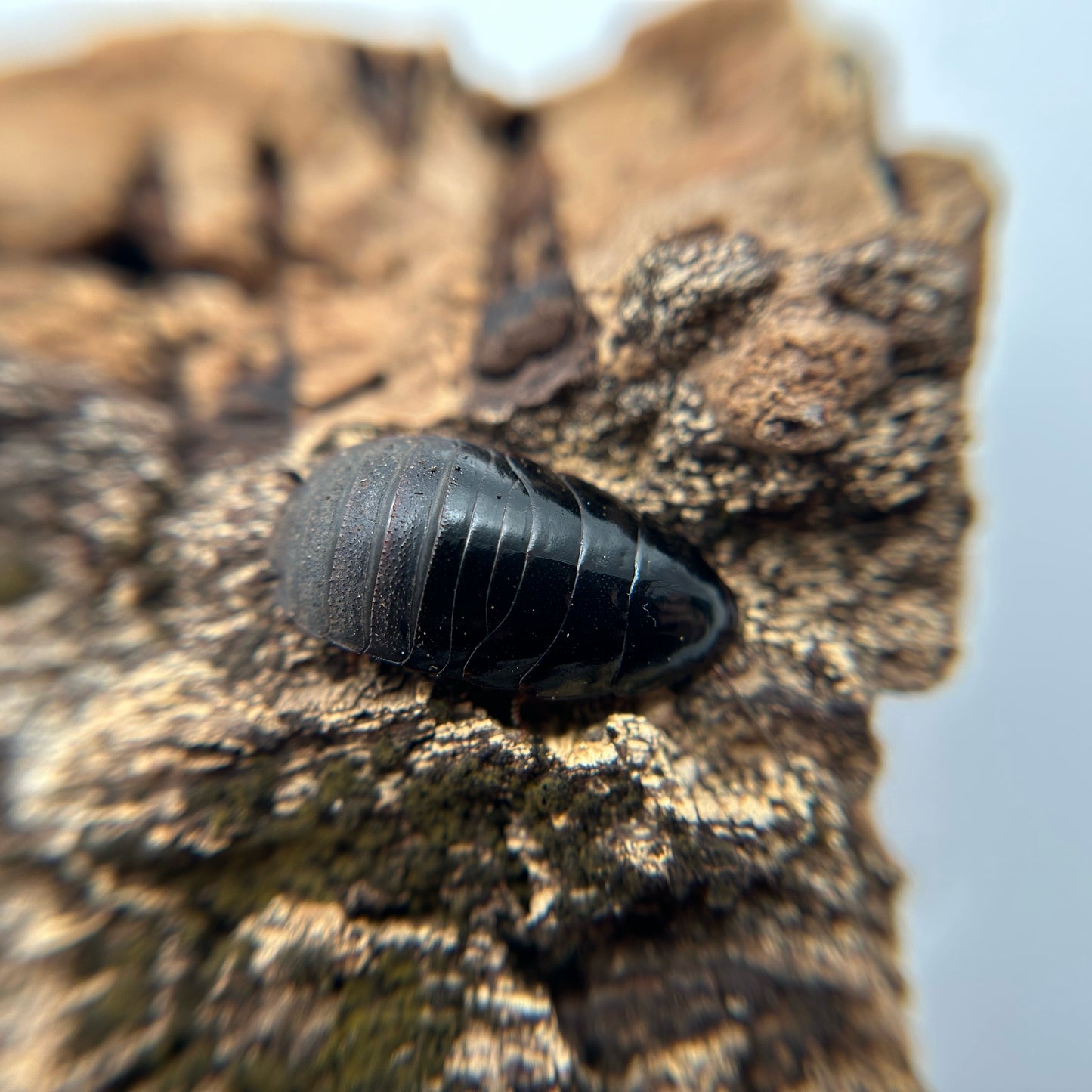 Shadow Roaches
