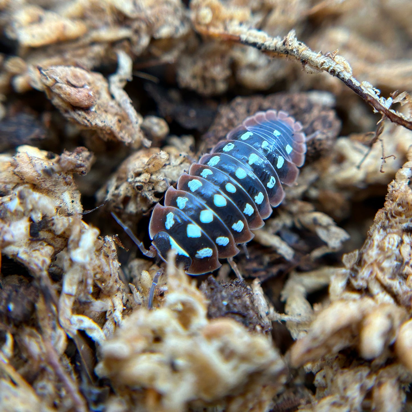 Armadillidium klugii (dubrovnik)
