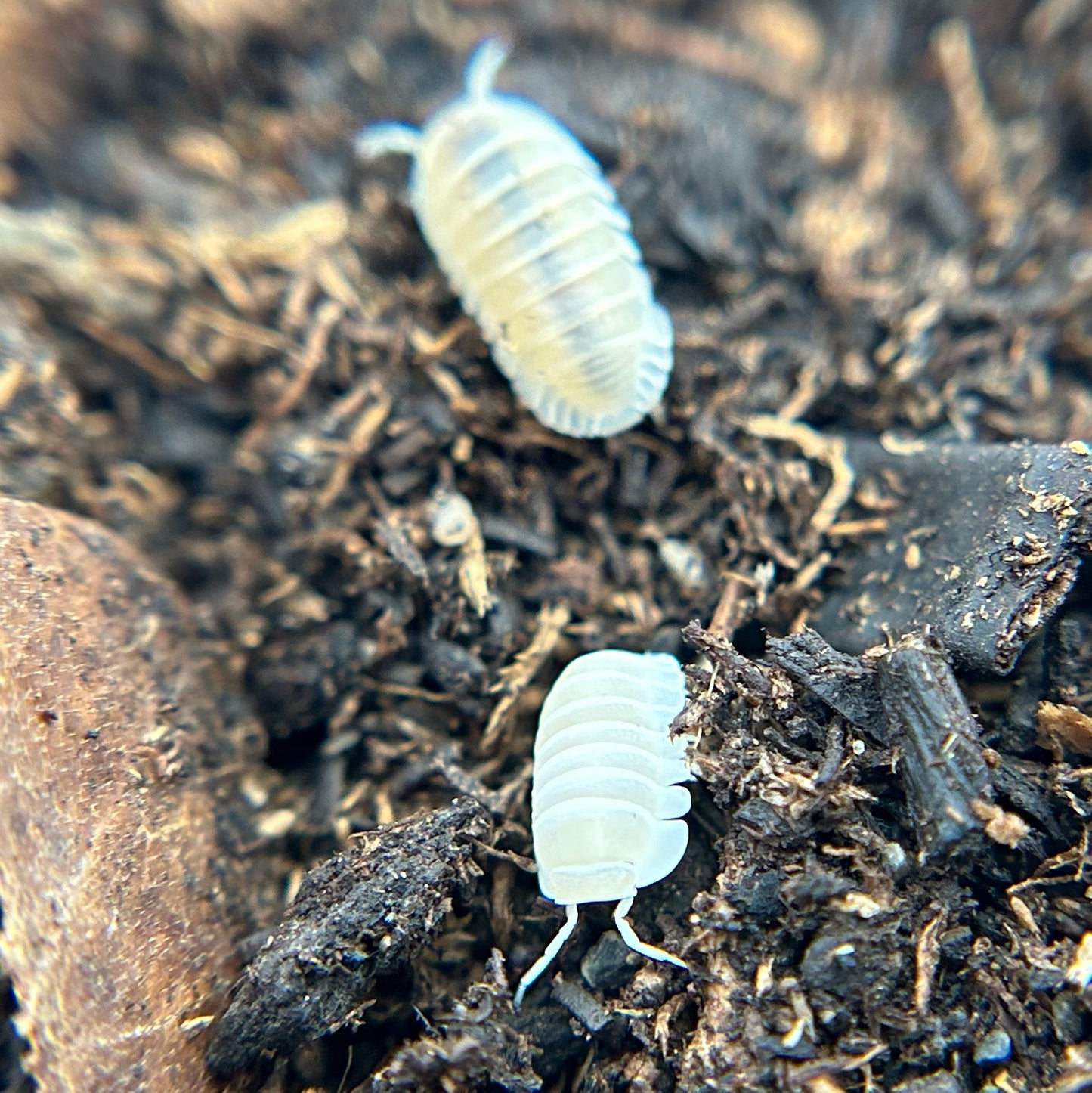 Cubaris murina (glacier)