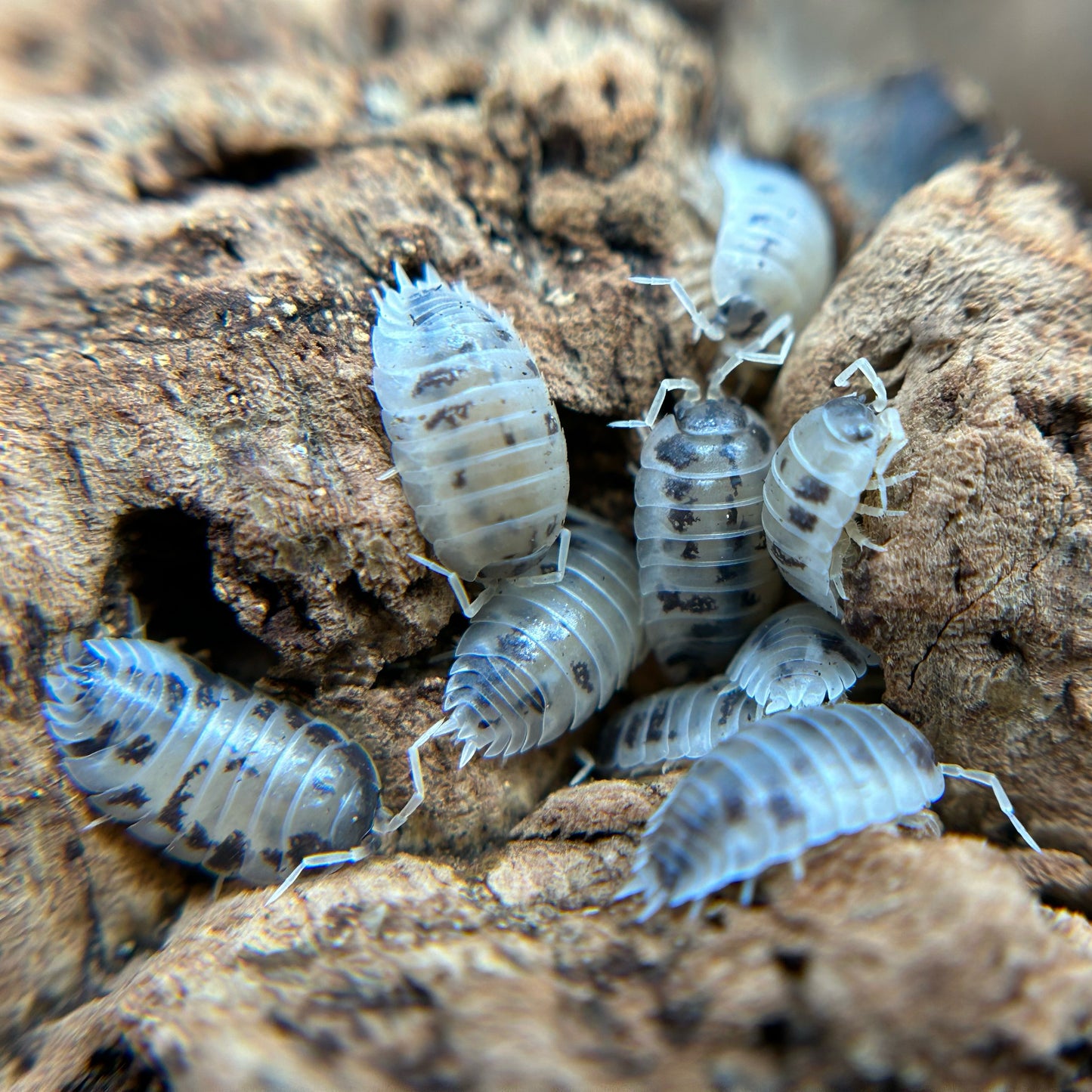 Porcellio laevis (dairy cow)