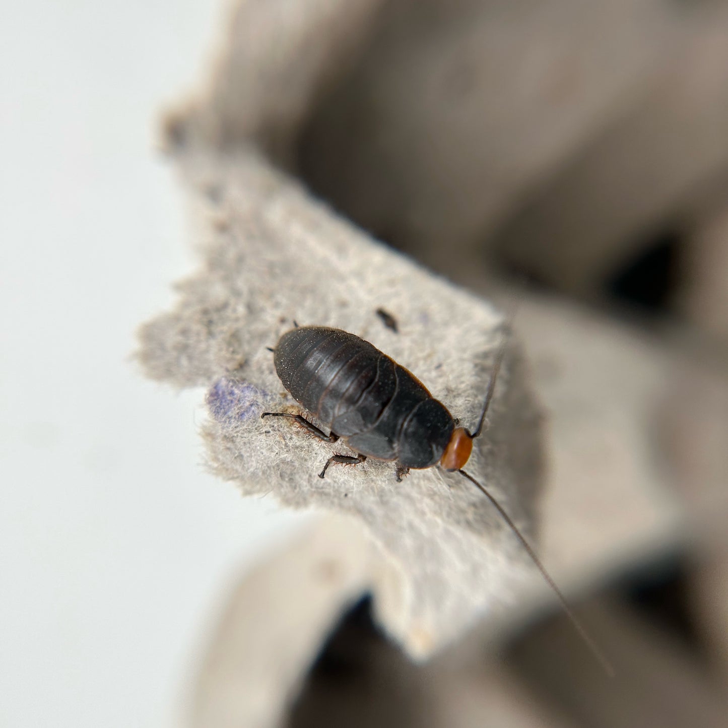 Red Head Roaches