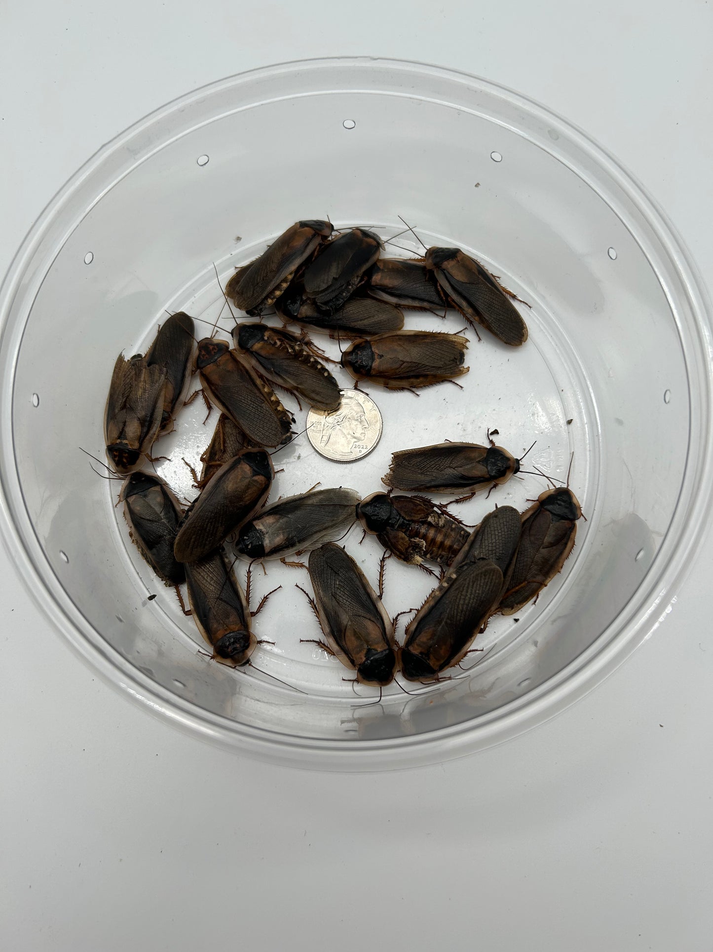 Adult Male Dubia Roach