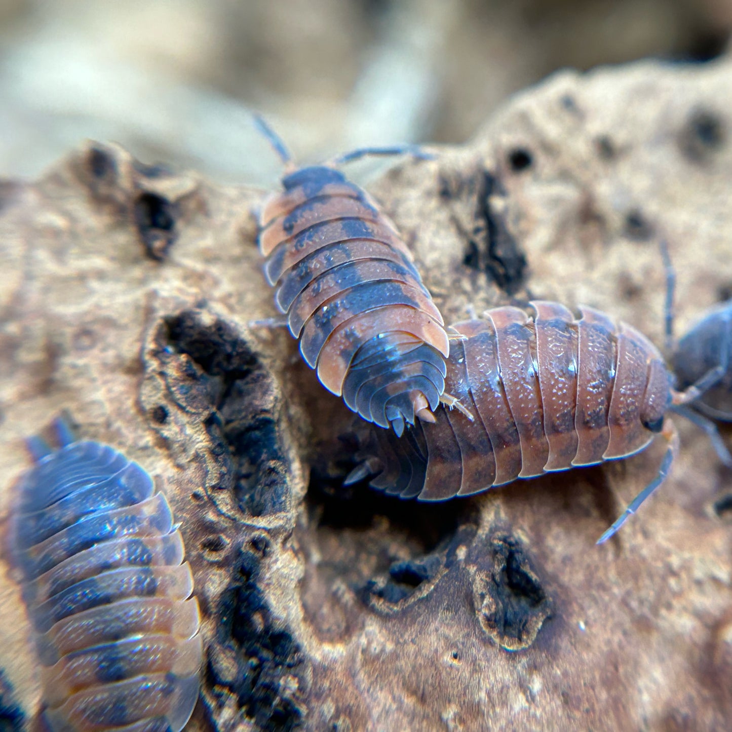 Porcellio scaber (lava)