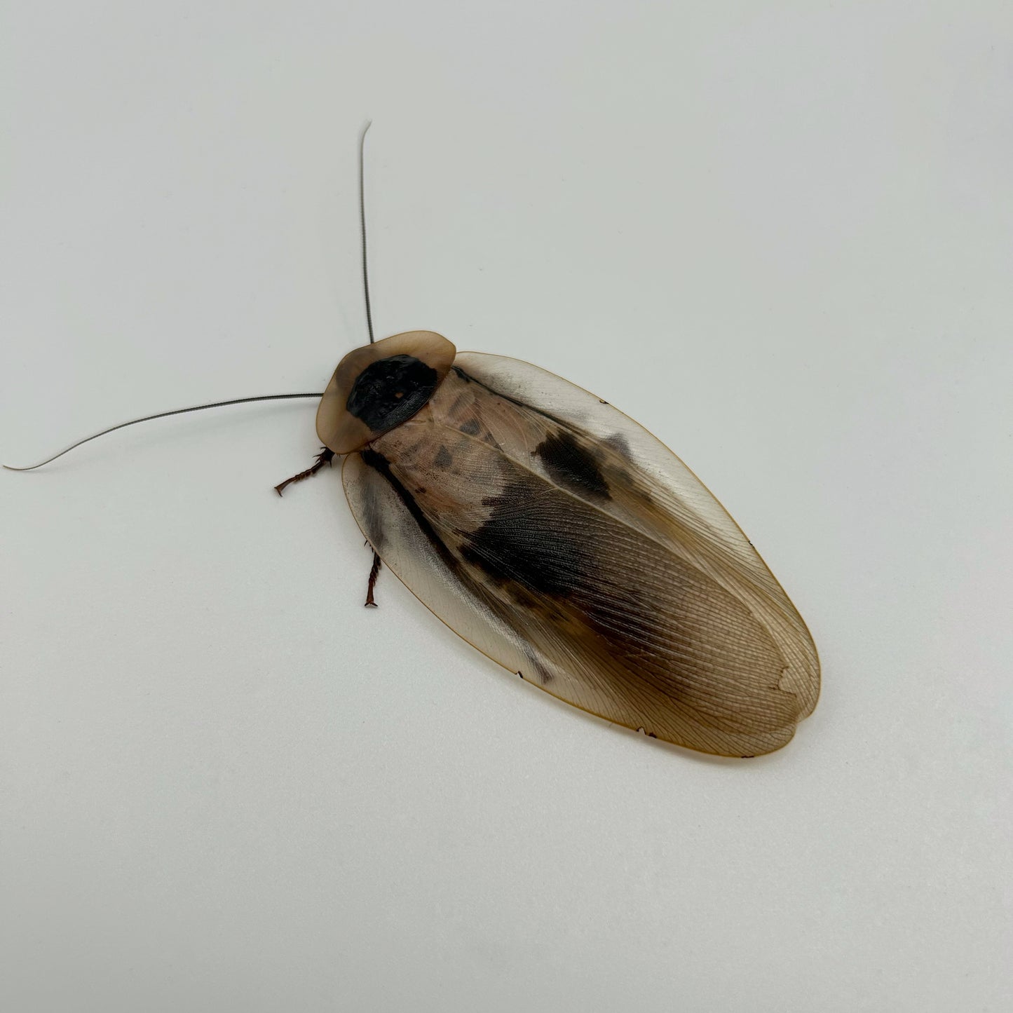 Giant cave roaches