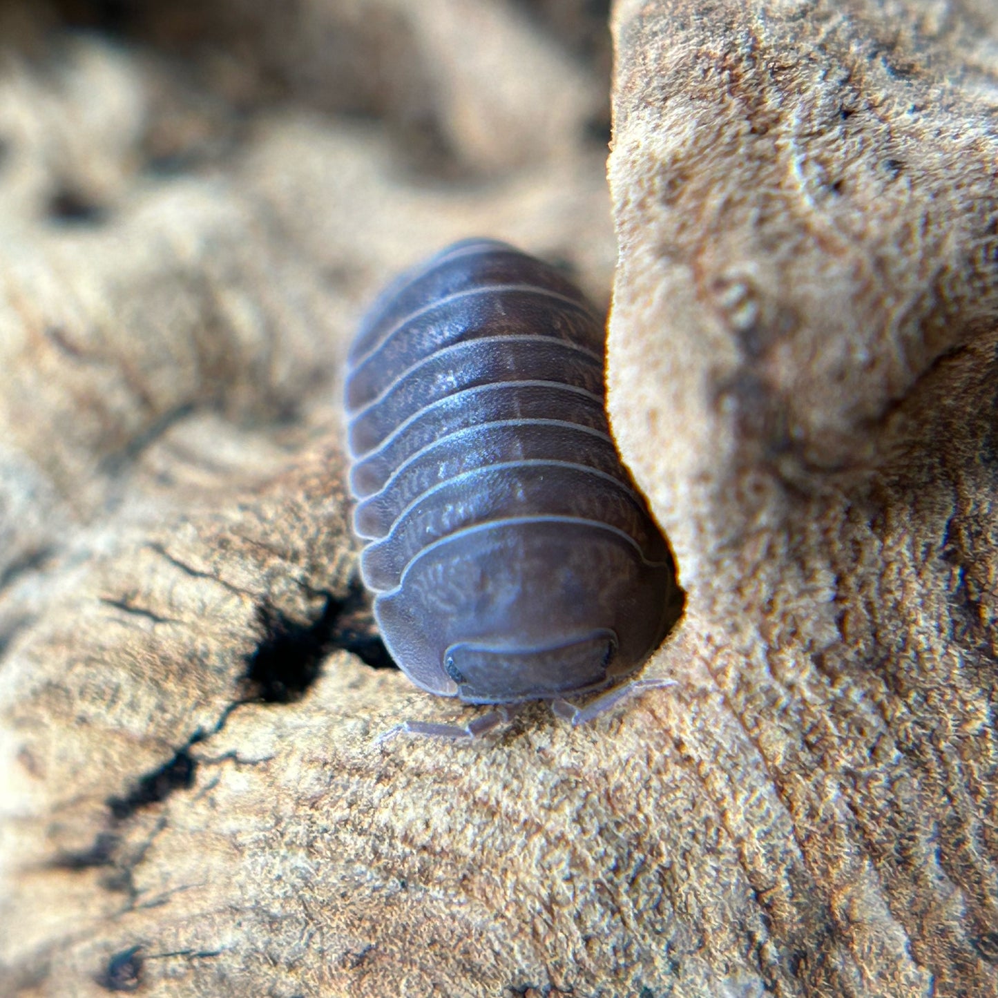 Cubaris murina borneo