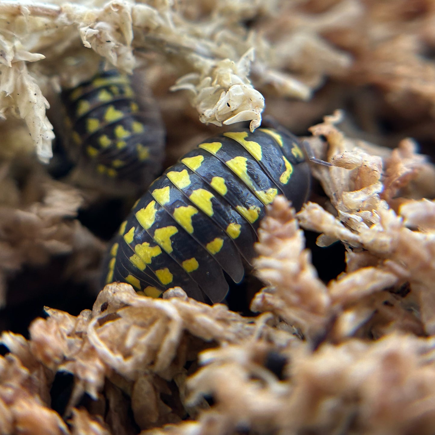 Armadillidium gestroi