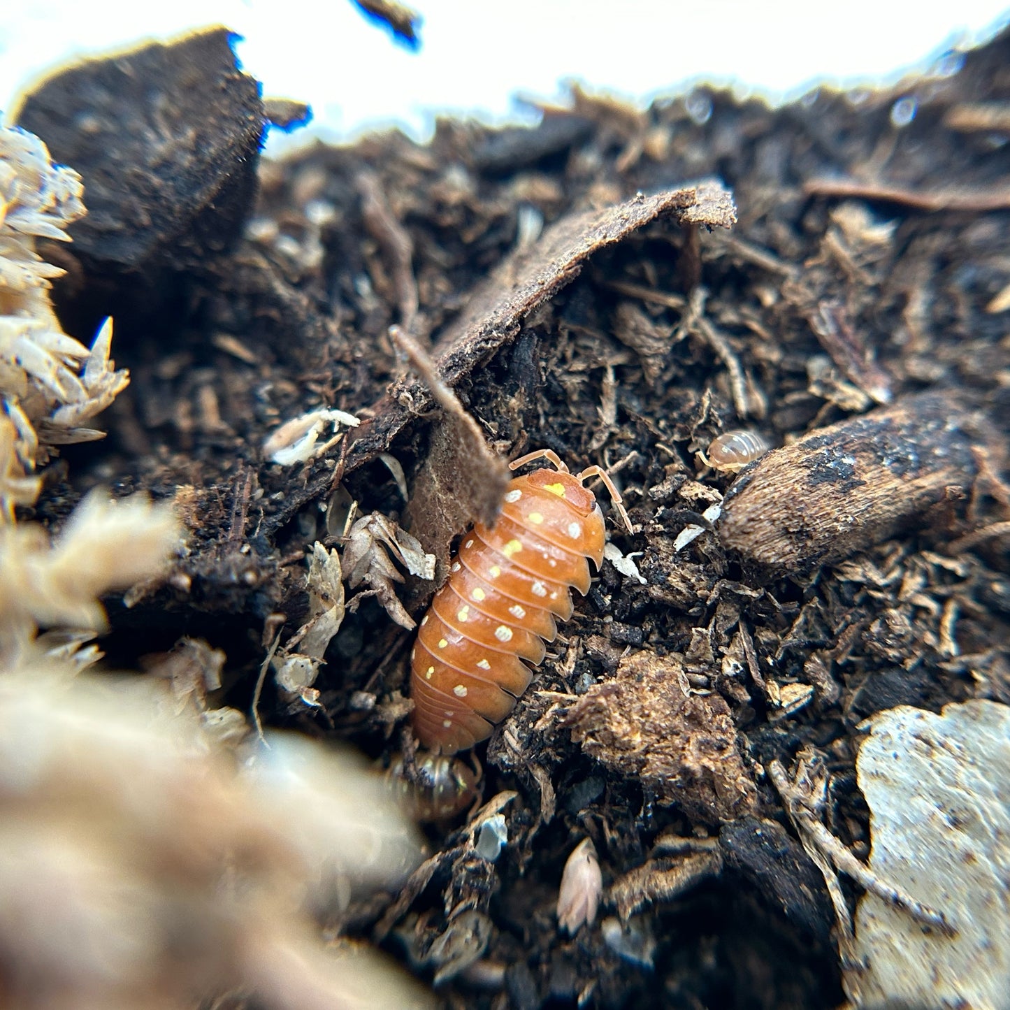 Armadillidium klugii montenegro (orange clown)
