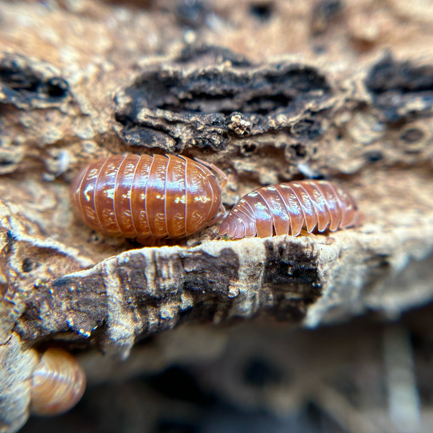 Armadillidium vulgare (orange vigor)