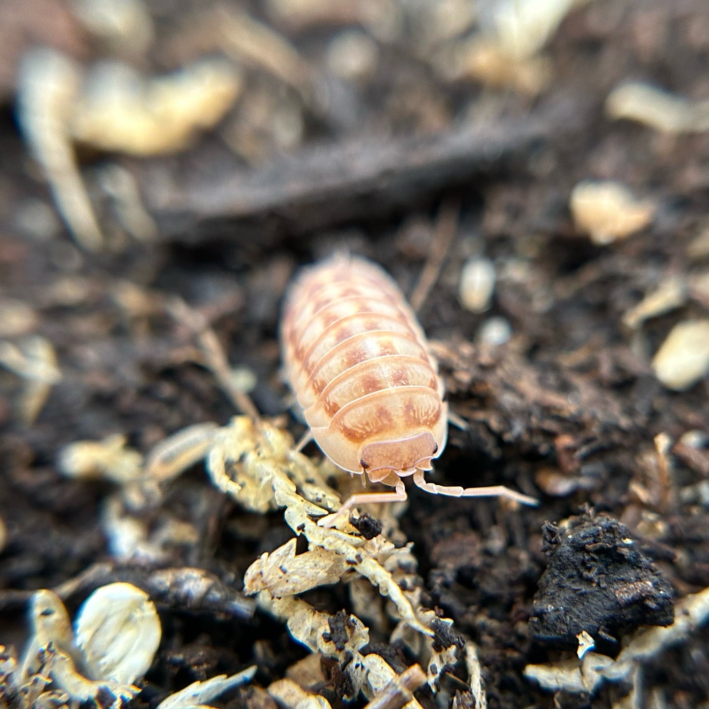 Armadillidium nasatum (peach)