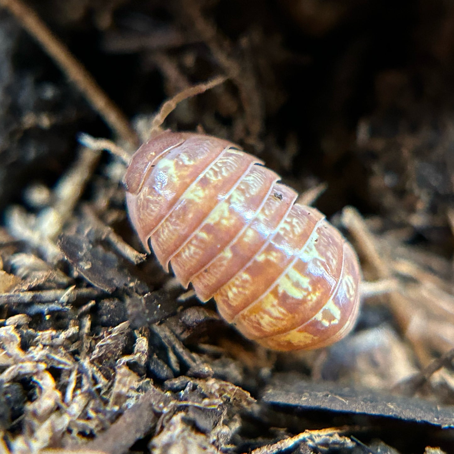Armadillidium vulgare (orange vigor)