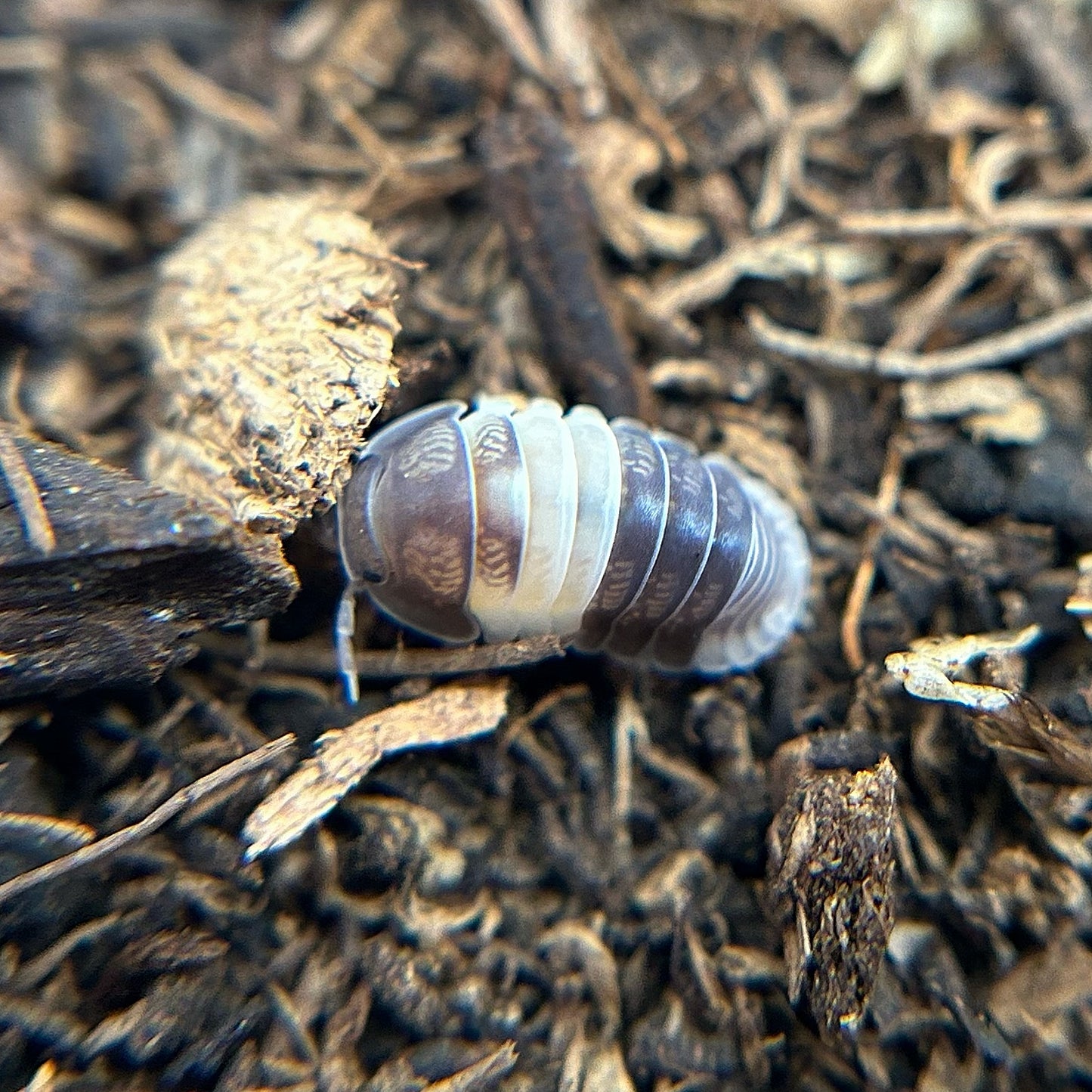 Cubaris sp. Panda King