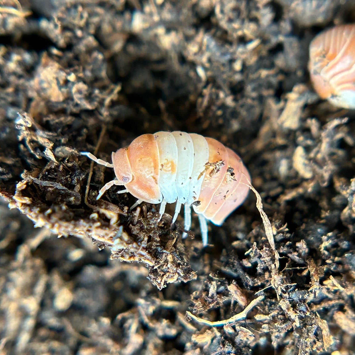 Cubaris sp. red panda king